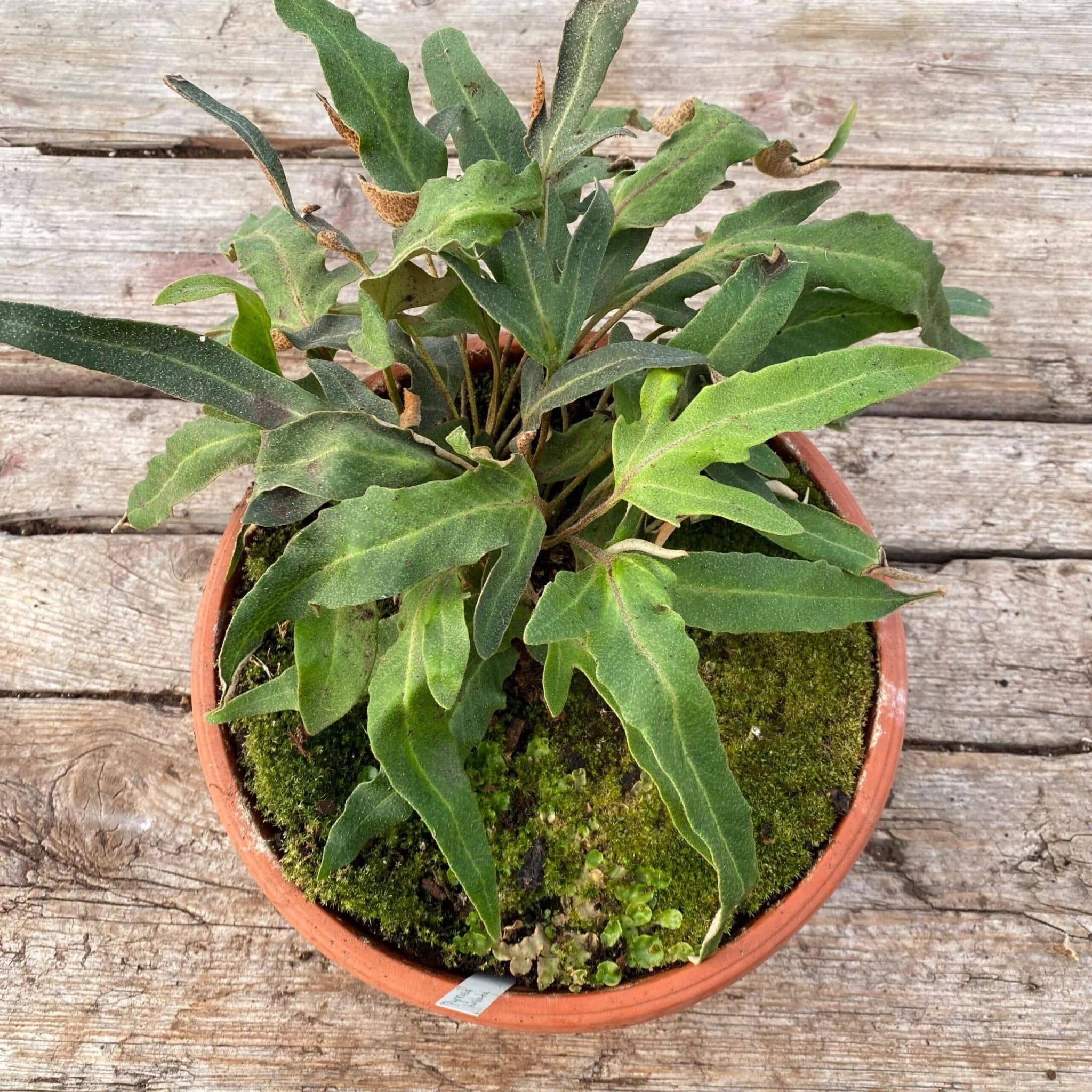 Pyrrosia hastata 大森食虫植物農園