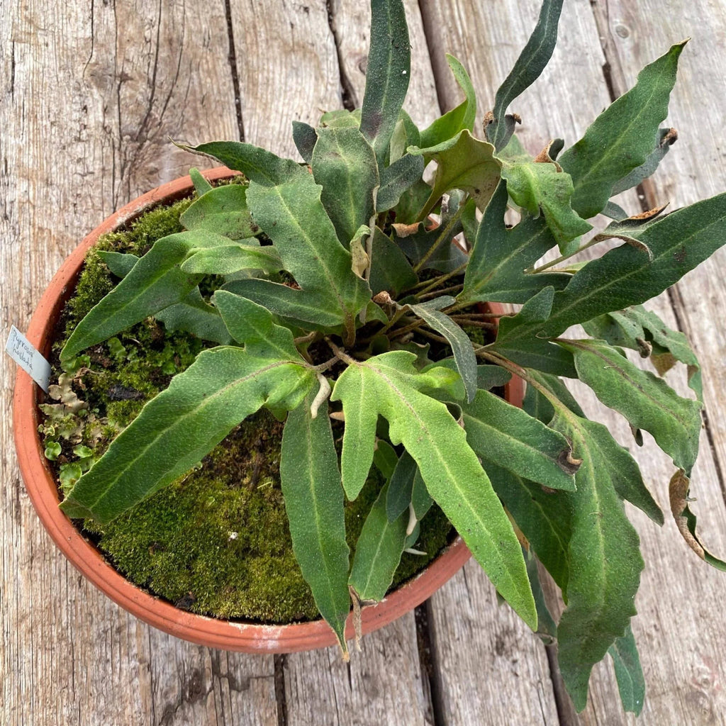 Pyrrosia hastata 大森食虫植物農園