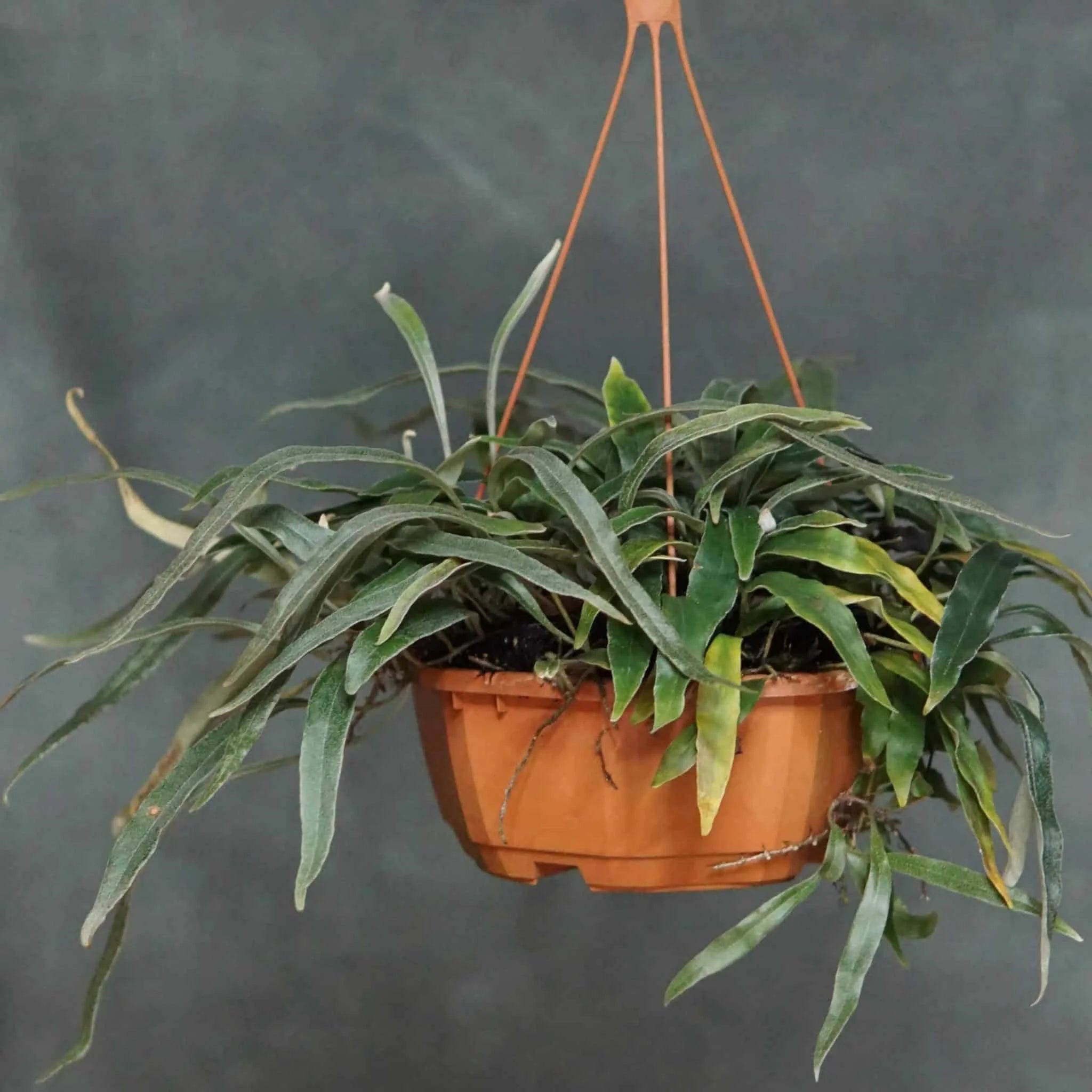 Pyrrosia lancifolia 大森食虫植物農園
