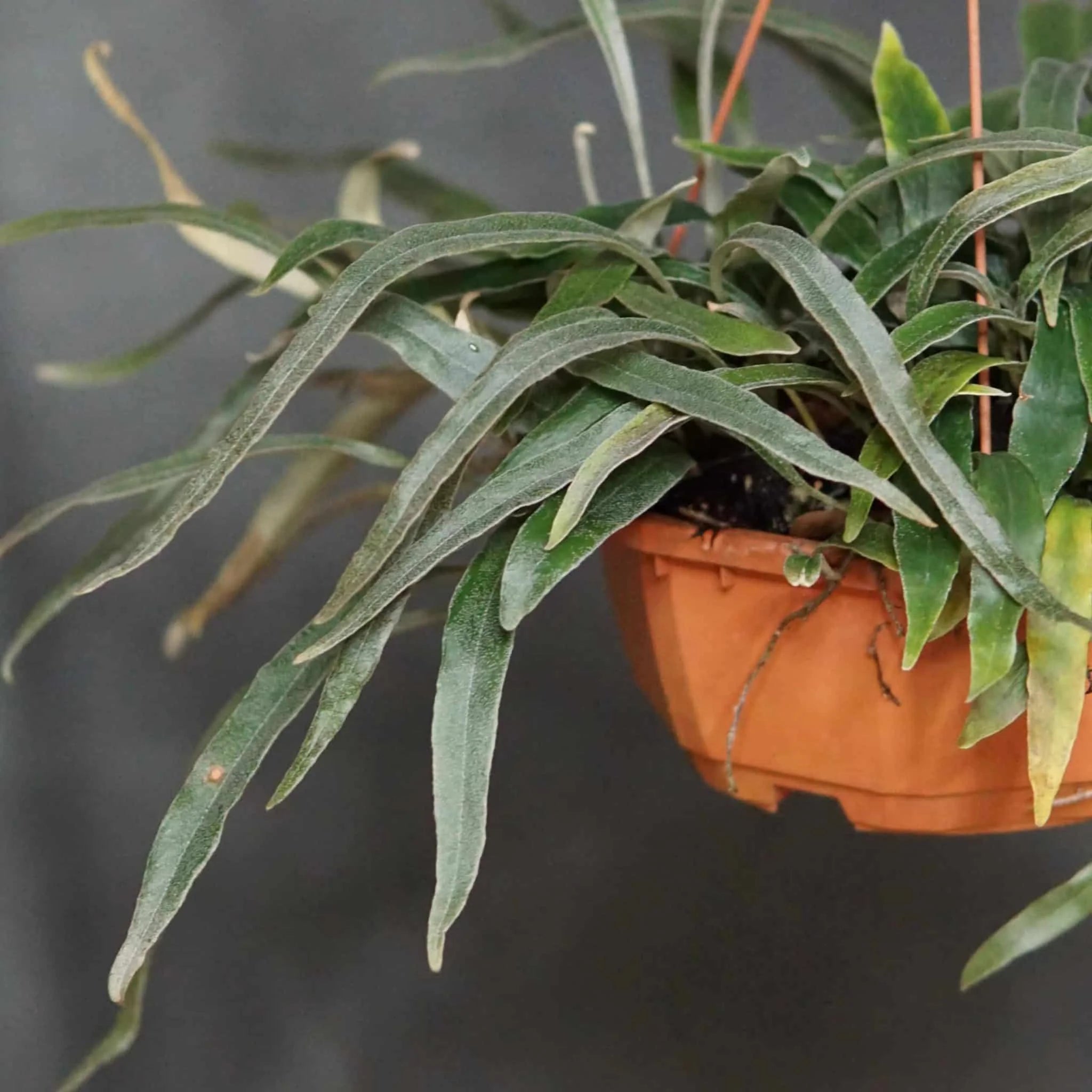 Pyrrosia lancifolia 大森食虫植物農園