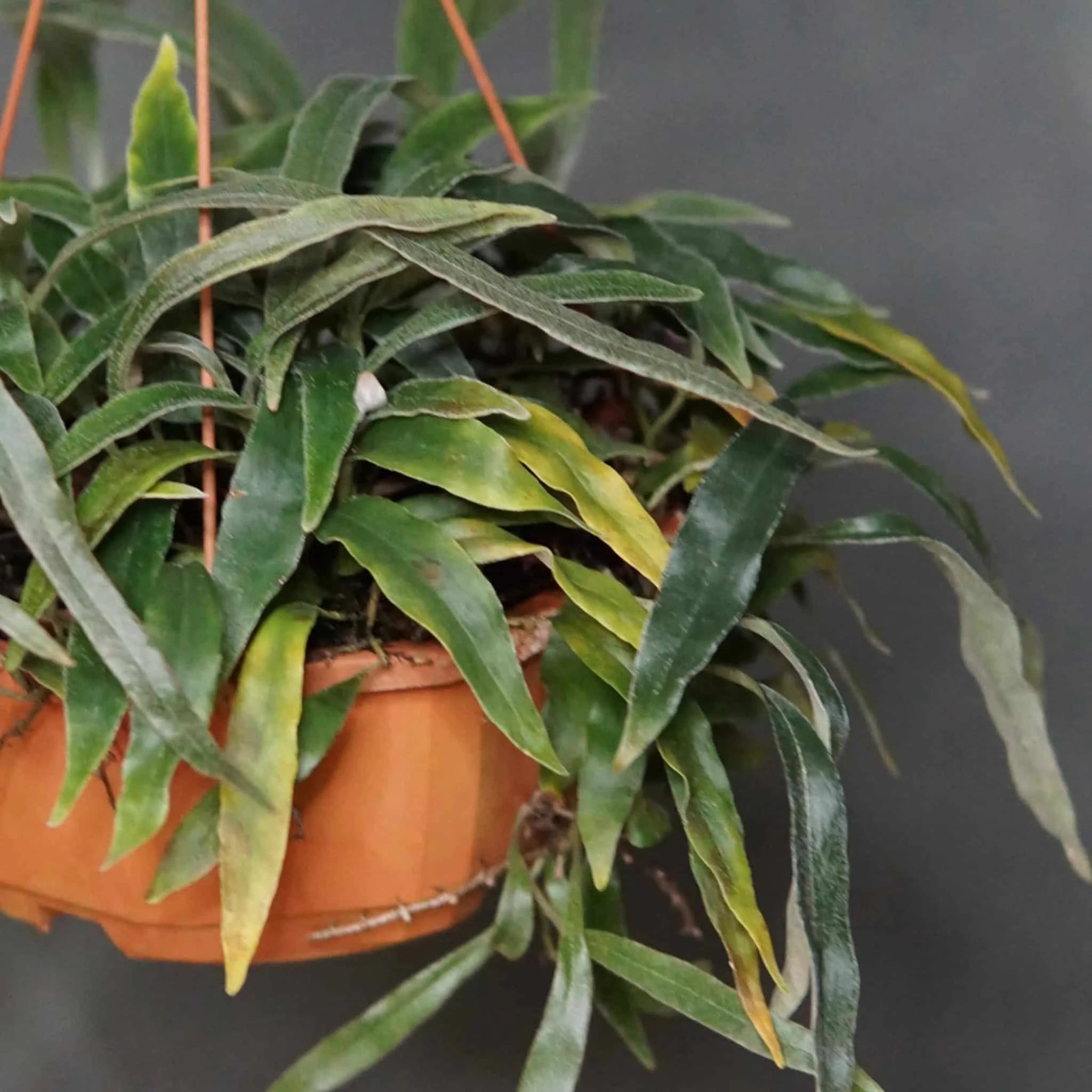 Pyrrosia lancifolia 大森食虫植物農園