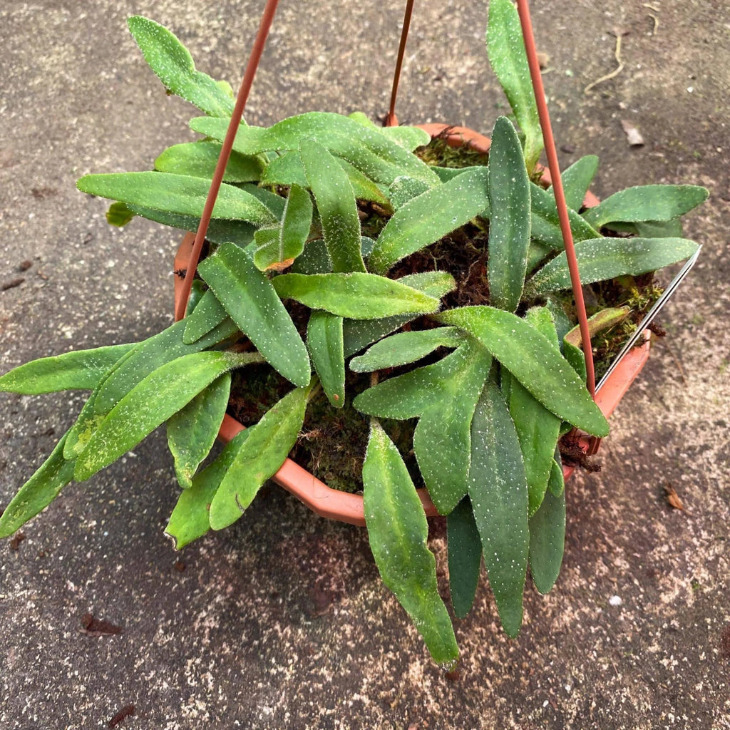 Pyrrosia linearifolia 大森食虫植物農園