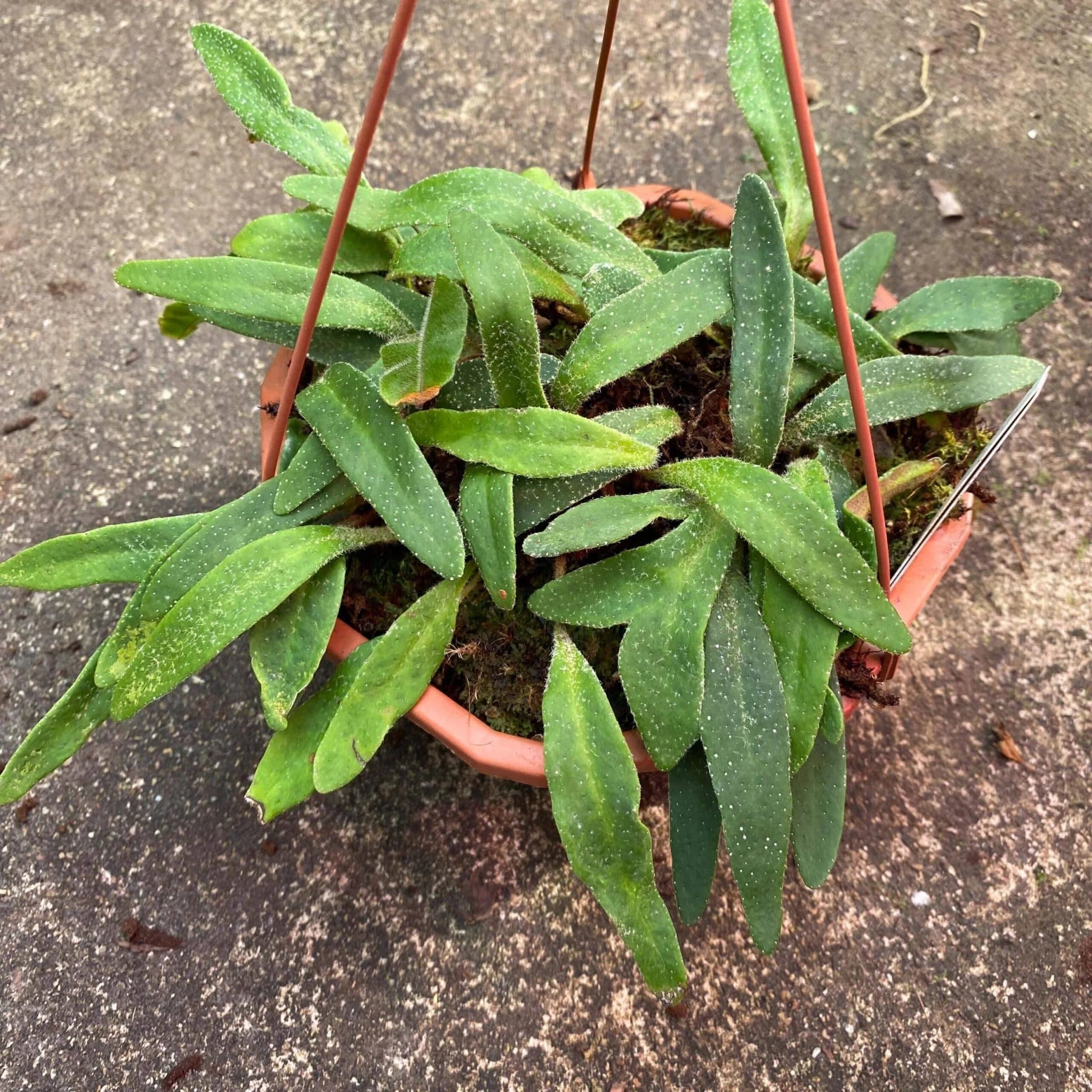 Pyrrosia linearifolia 大森食虫植物農園