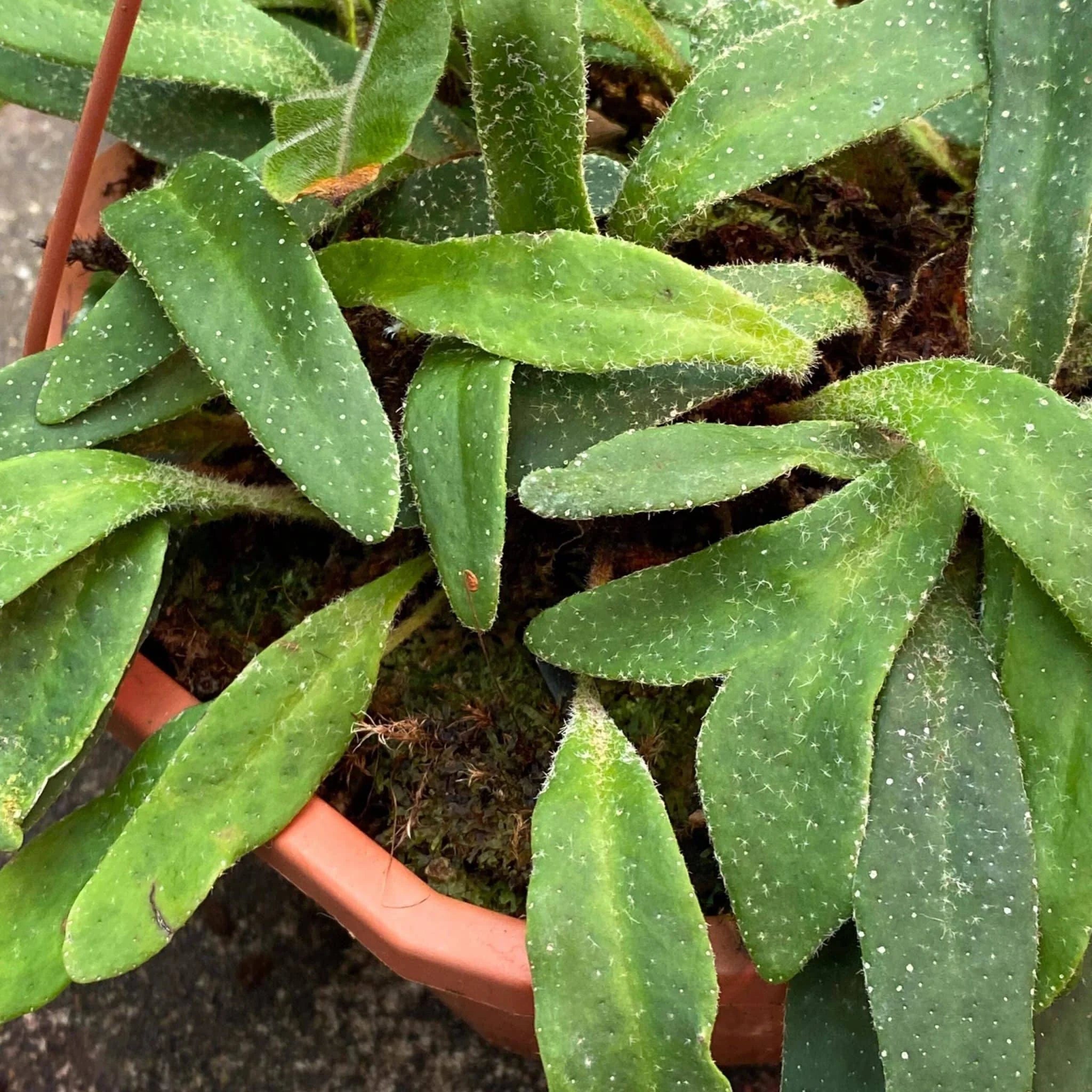 Pyrrosia linearifolia 大森食虫植物農園