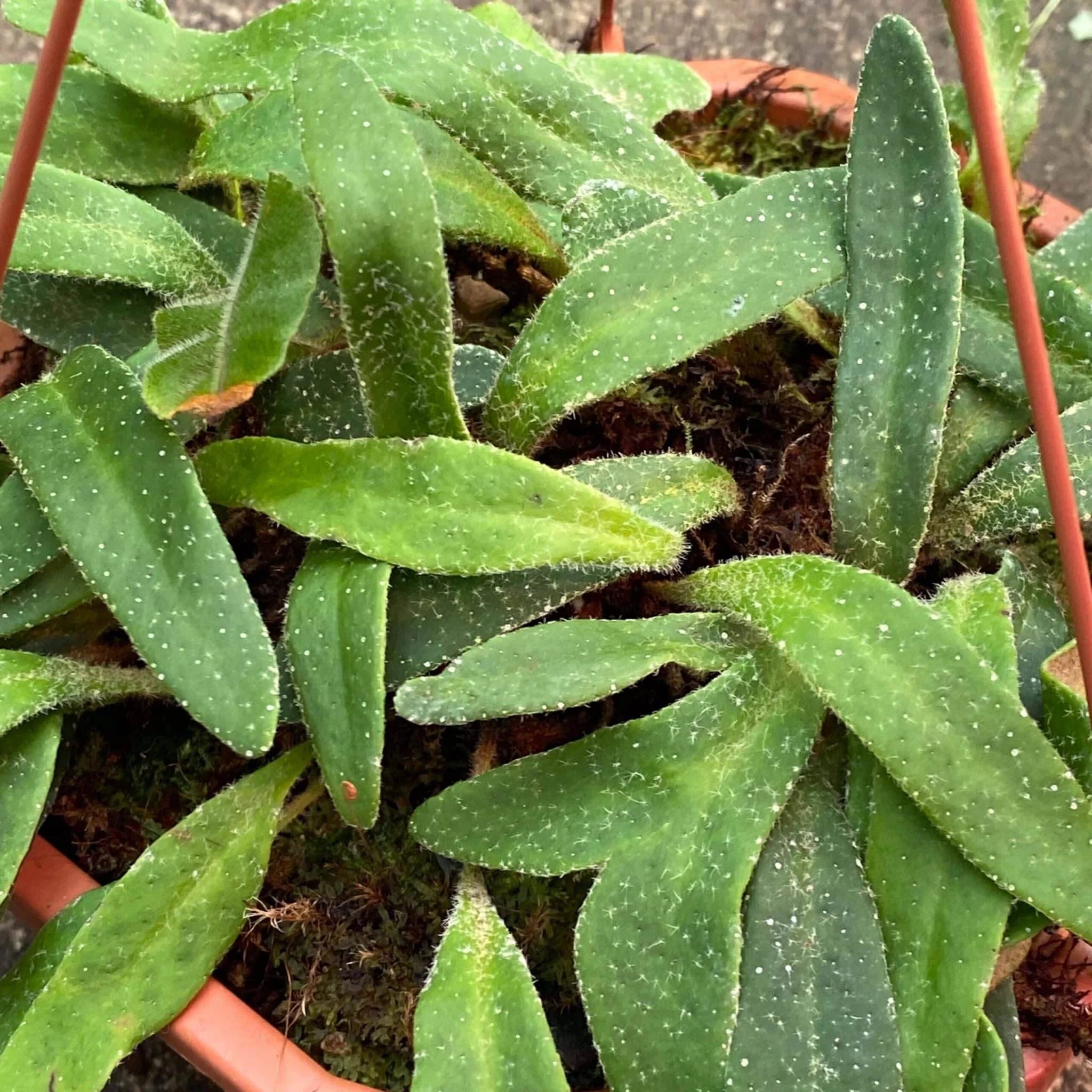 Pyrrosia linearifolia 大森食虫植物農園