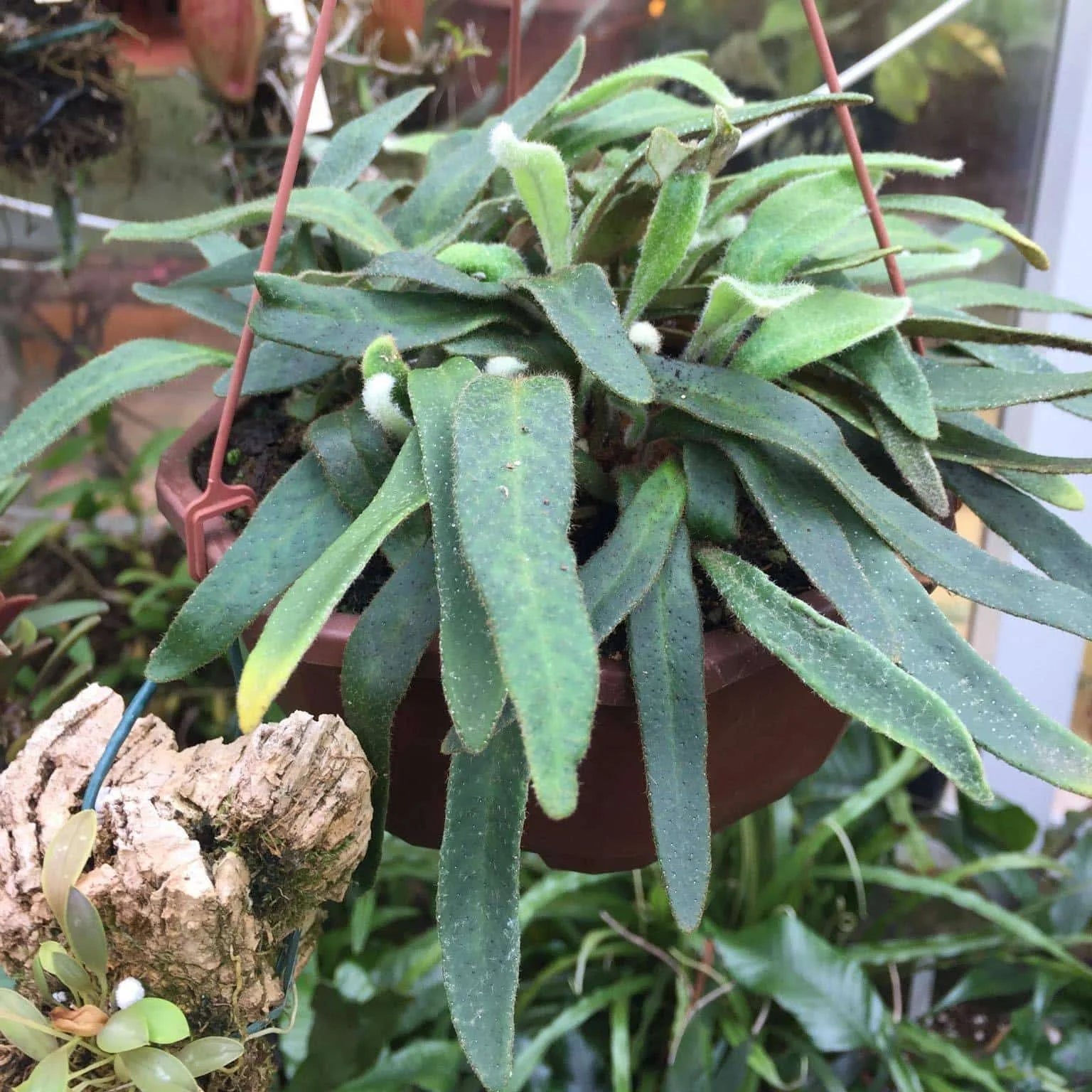 Pyrrosia linearifolia 大森食虫植物農園