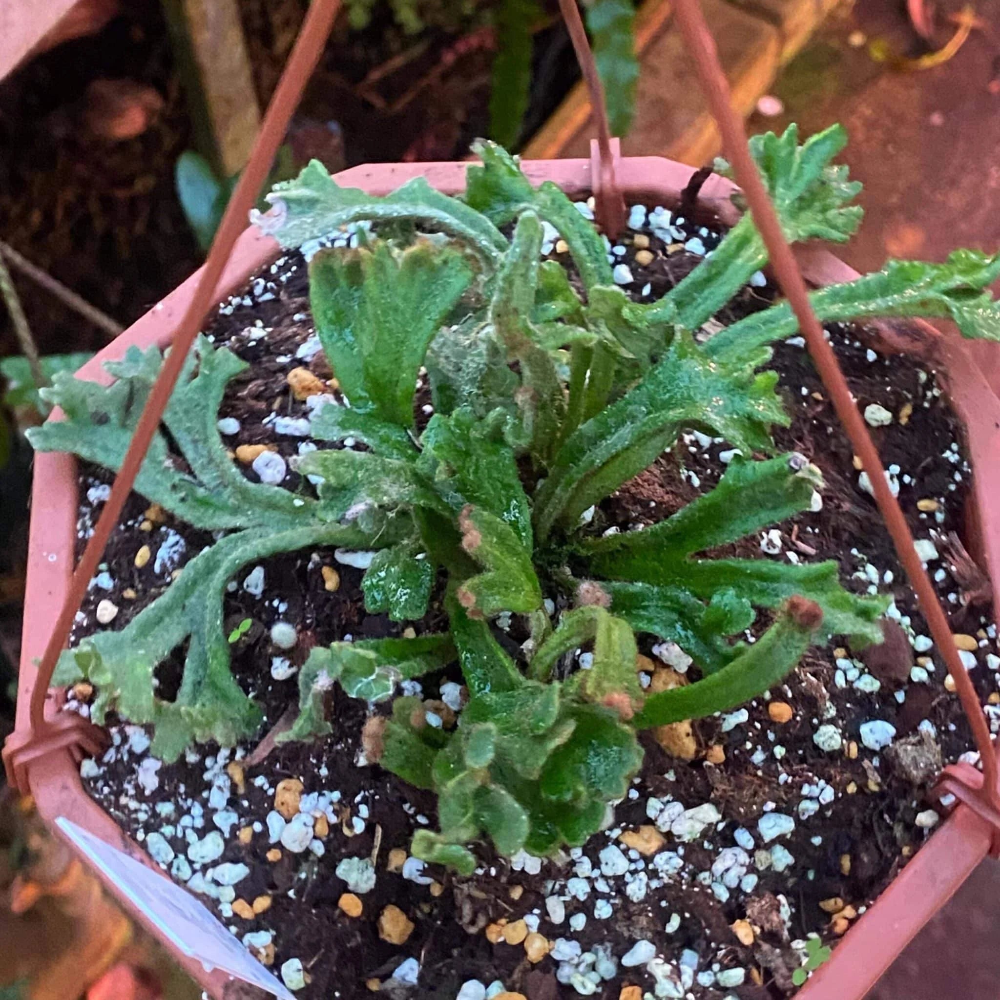 Pyrrosia linearifolia „Urakoryu Jishi“ 大森食虫植物農園