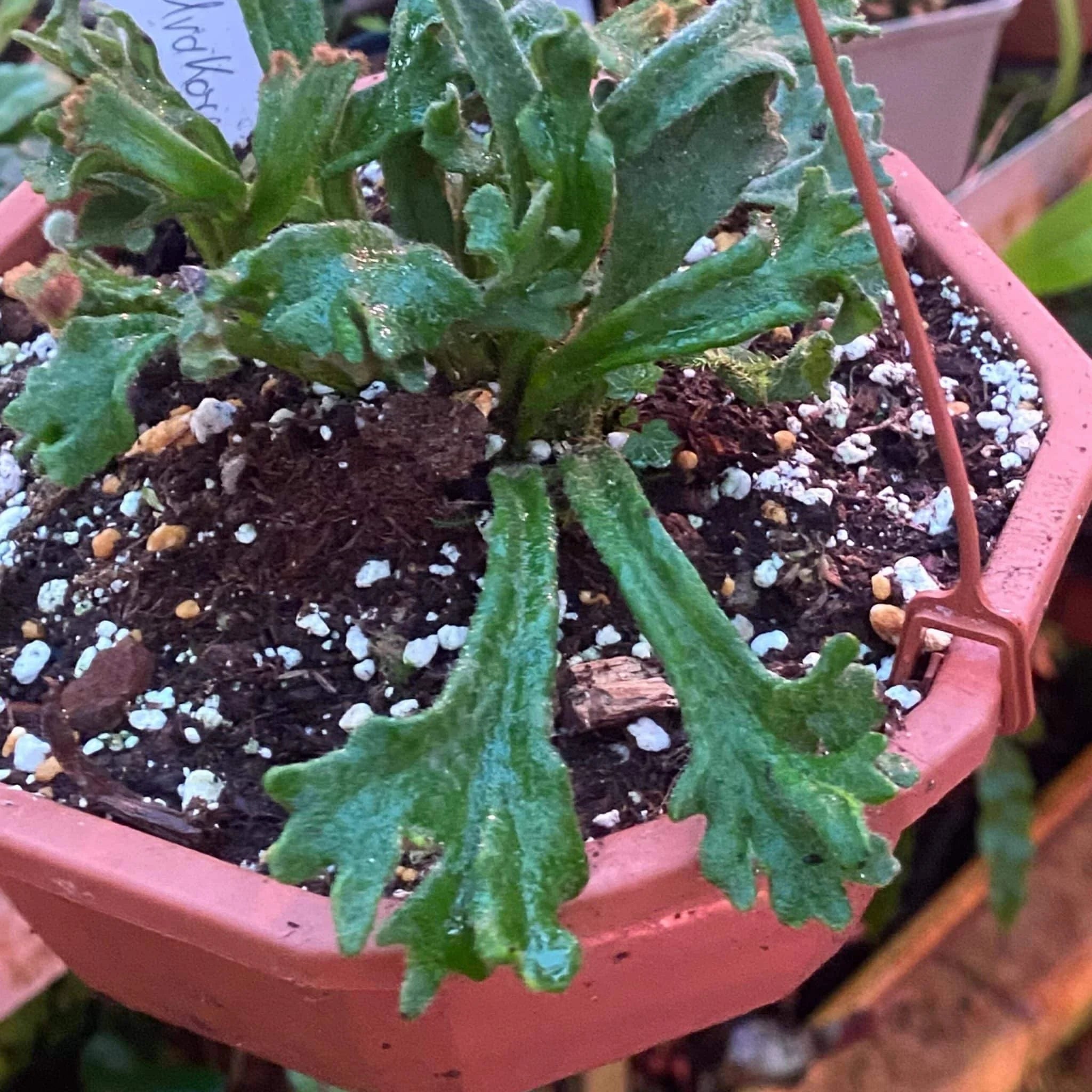 Pyrrosia linearifolia „Urakoryu Jishi“ 大森食虫植物農園