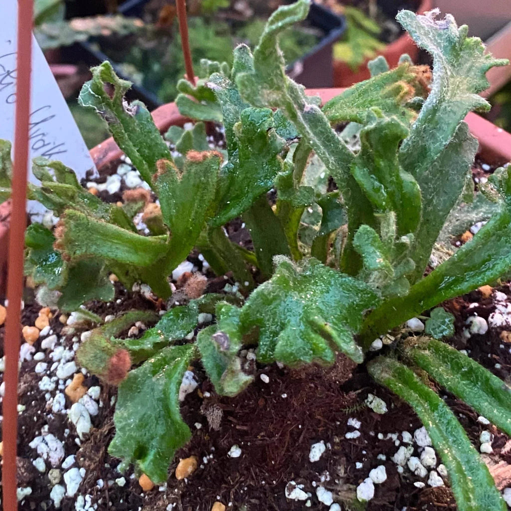 Pyrrosia linearifolia „Urakoryu Jishi“ 大森食虫植物農園