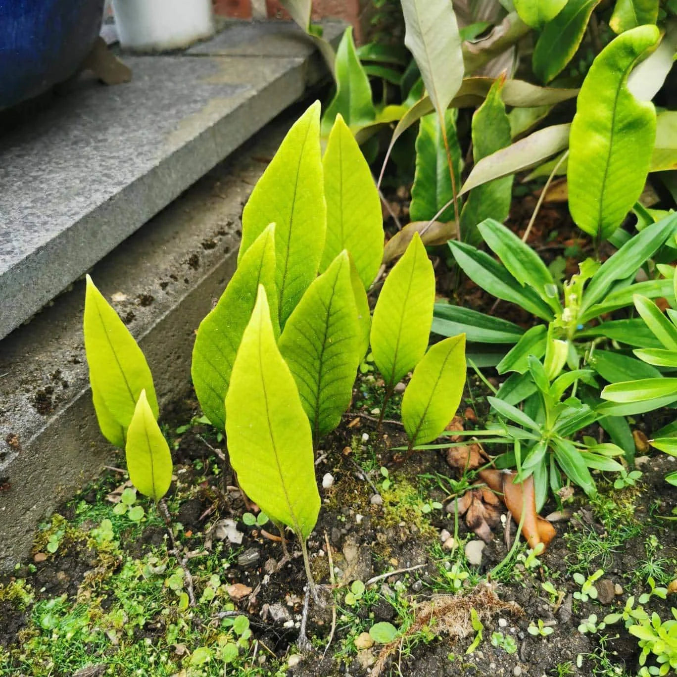 Pyrrosia lingua 大森食虫植物農園