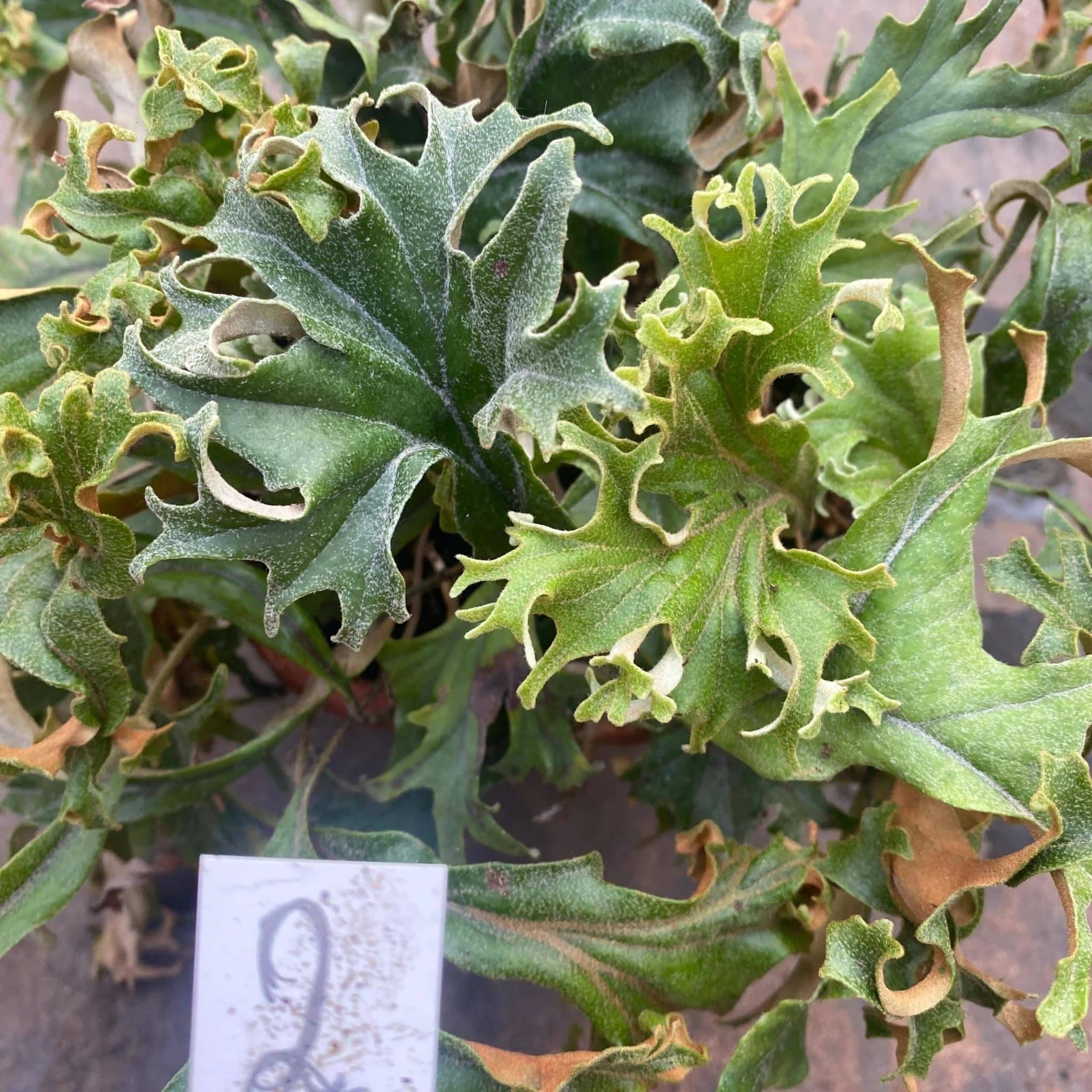 Pyrrosia lingua „Crestate form #2“ 大森食虫植物農園