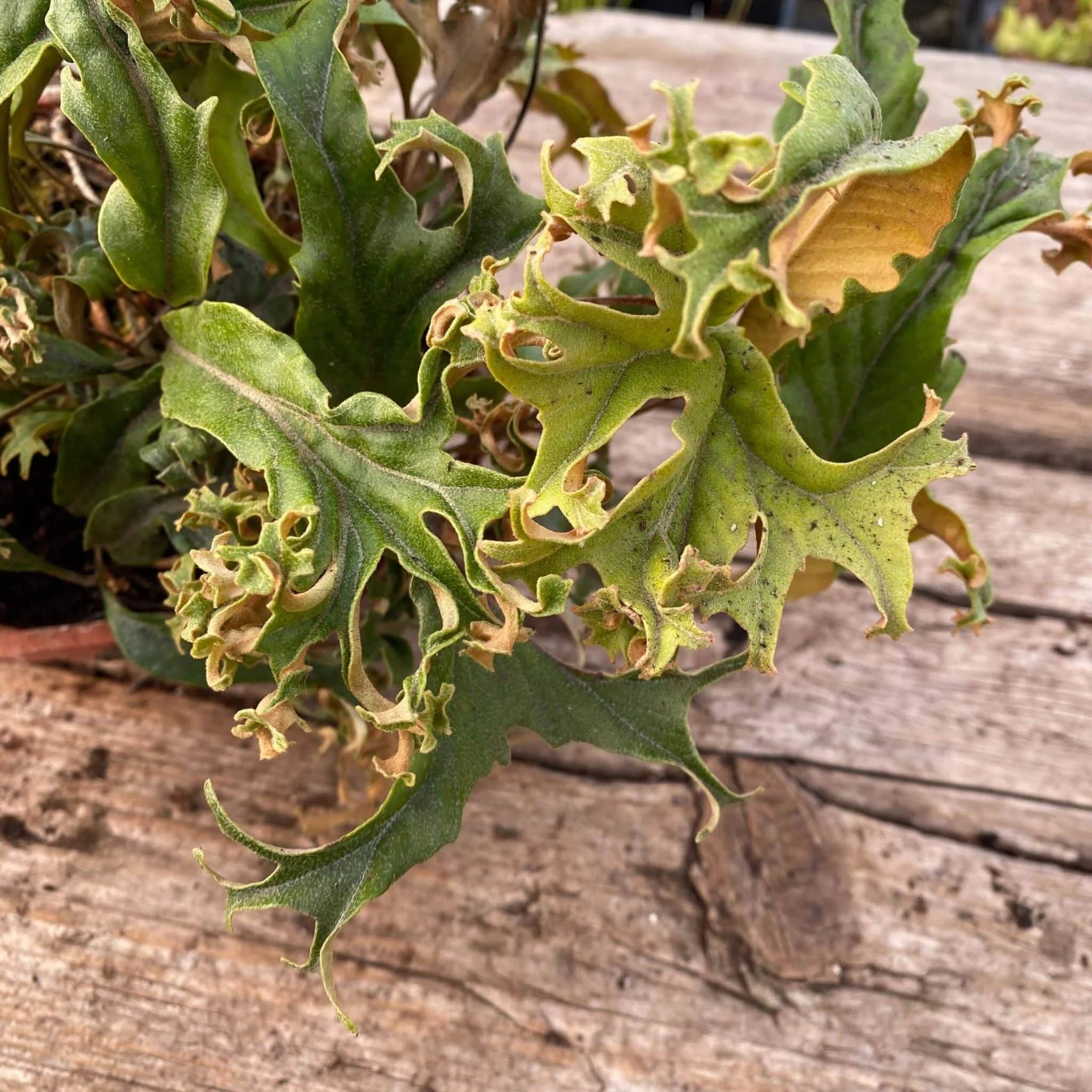 Pyrrosia lingua „Crestate form #2“ 大森食虫植物農園