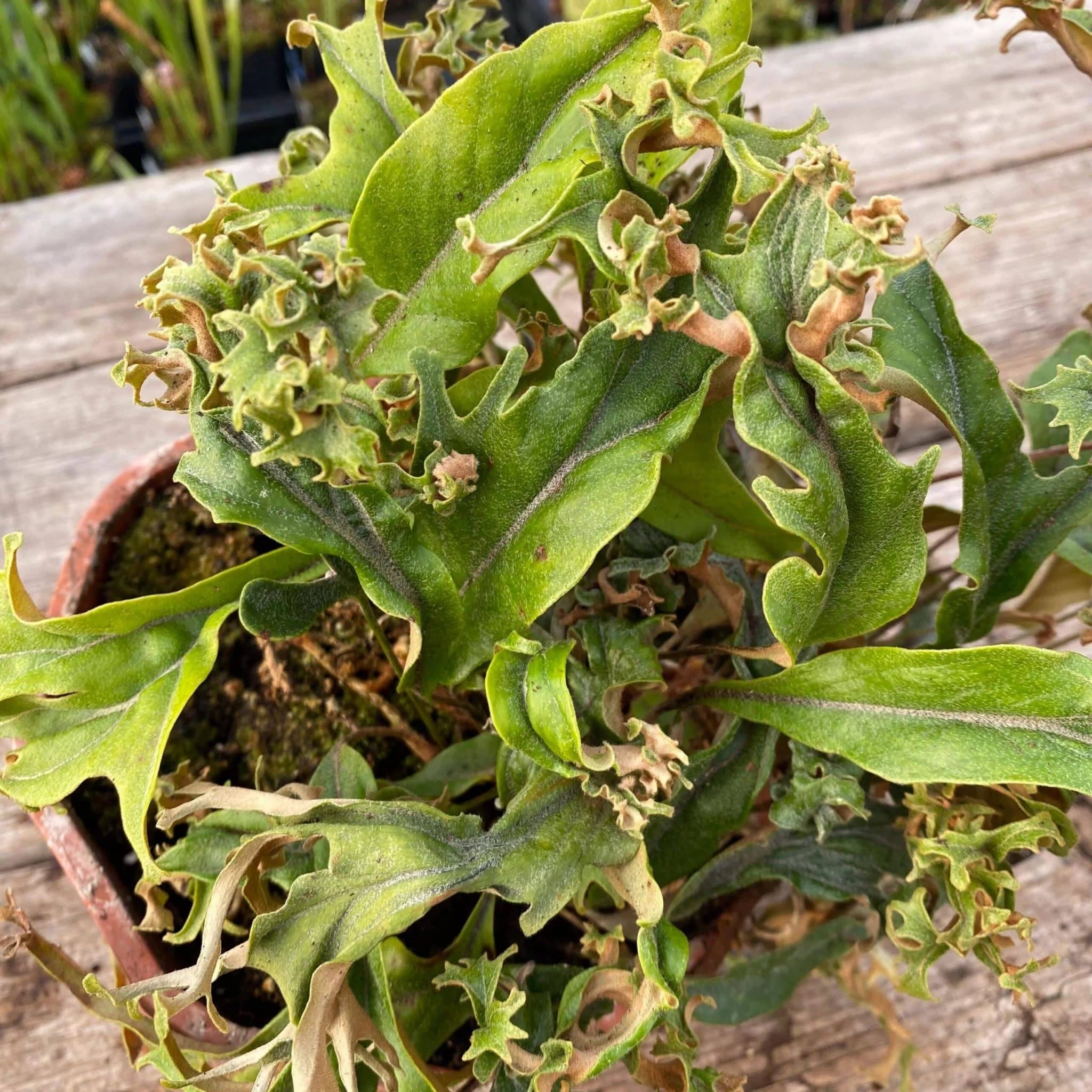 Pyrrosia lingua „Crestate form #2“ 大森食虫植物農園