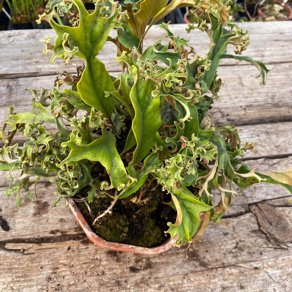 Pyrrosia lingua „Crestate form #2“ 大森食虫植物農園