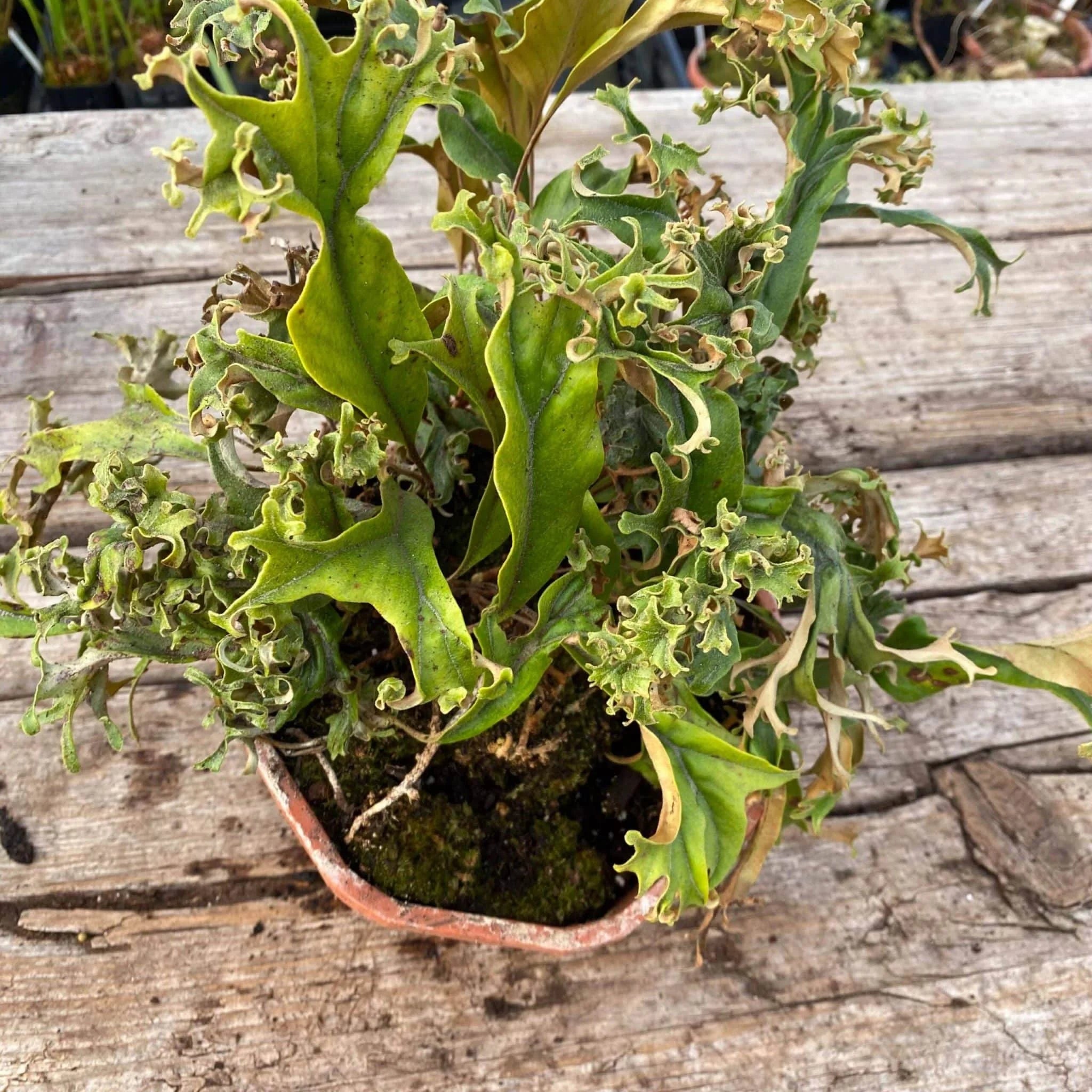 Pyrrosia lingua „Crestate form #2“ 大森食虫植物農園