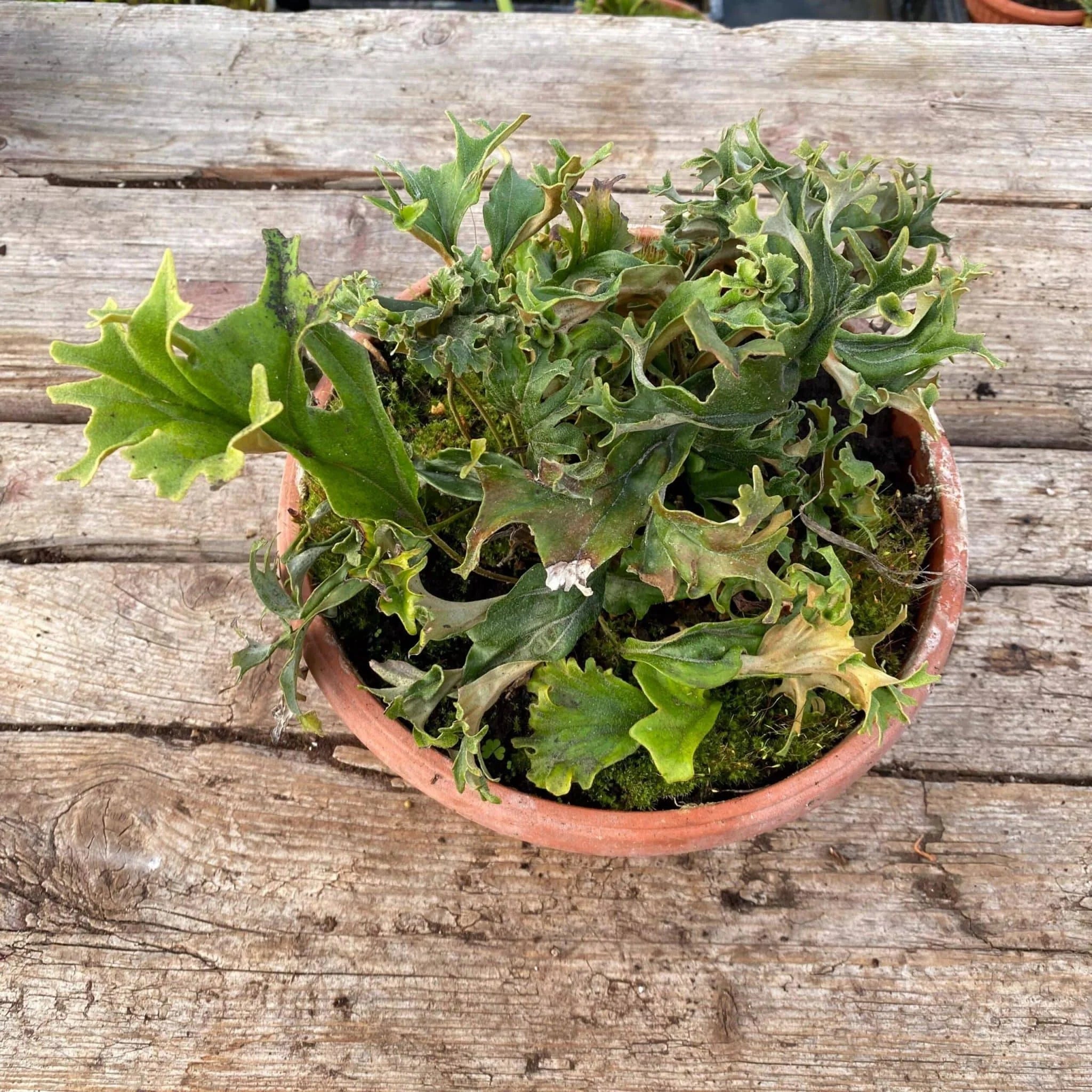 Pyrrosia lingua „Crestate form #3“ 大森食虫植物農園