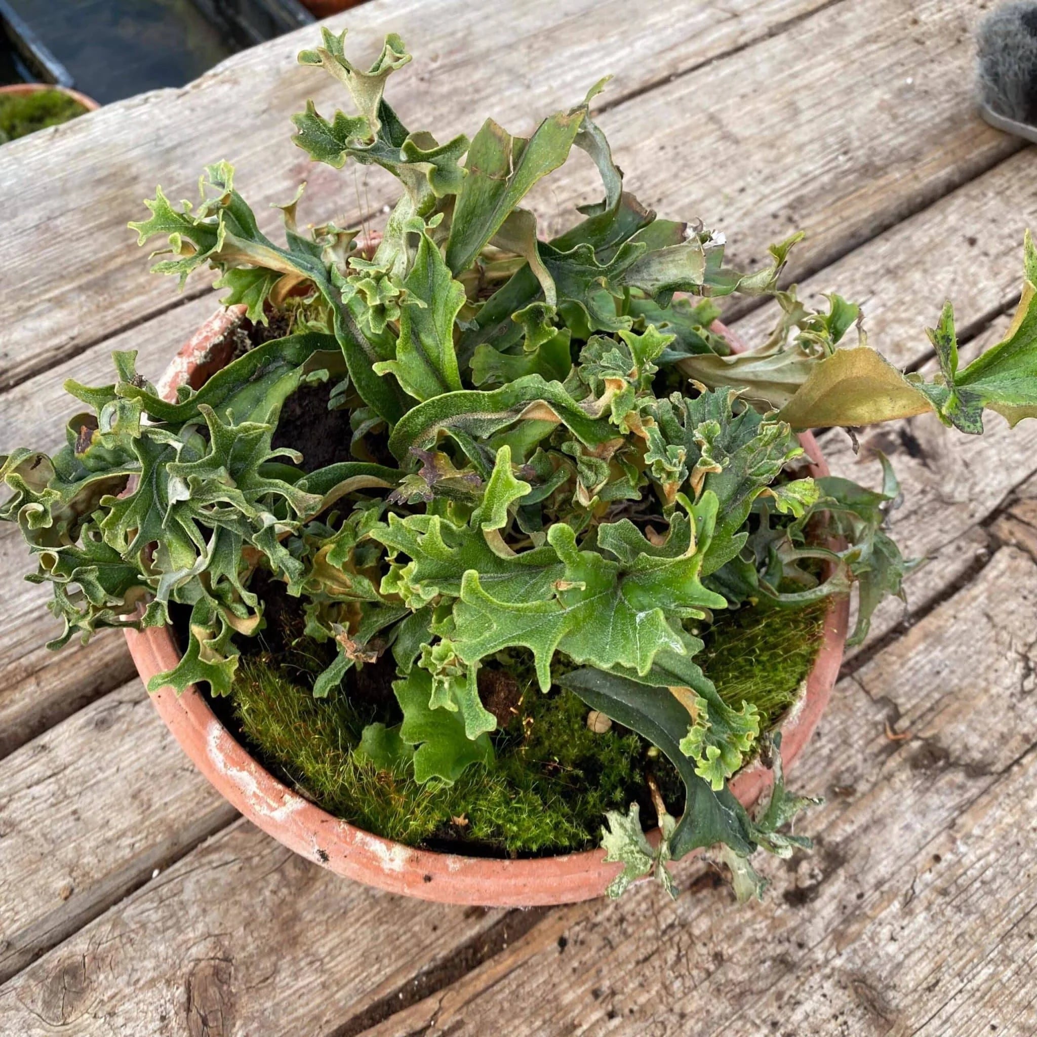 Pyrrosia lingua „Crestate form #3“ 大森食虫植物農園