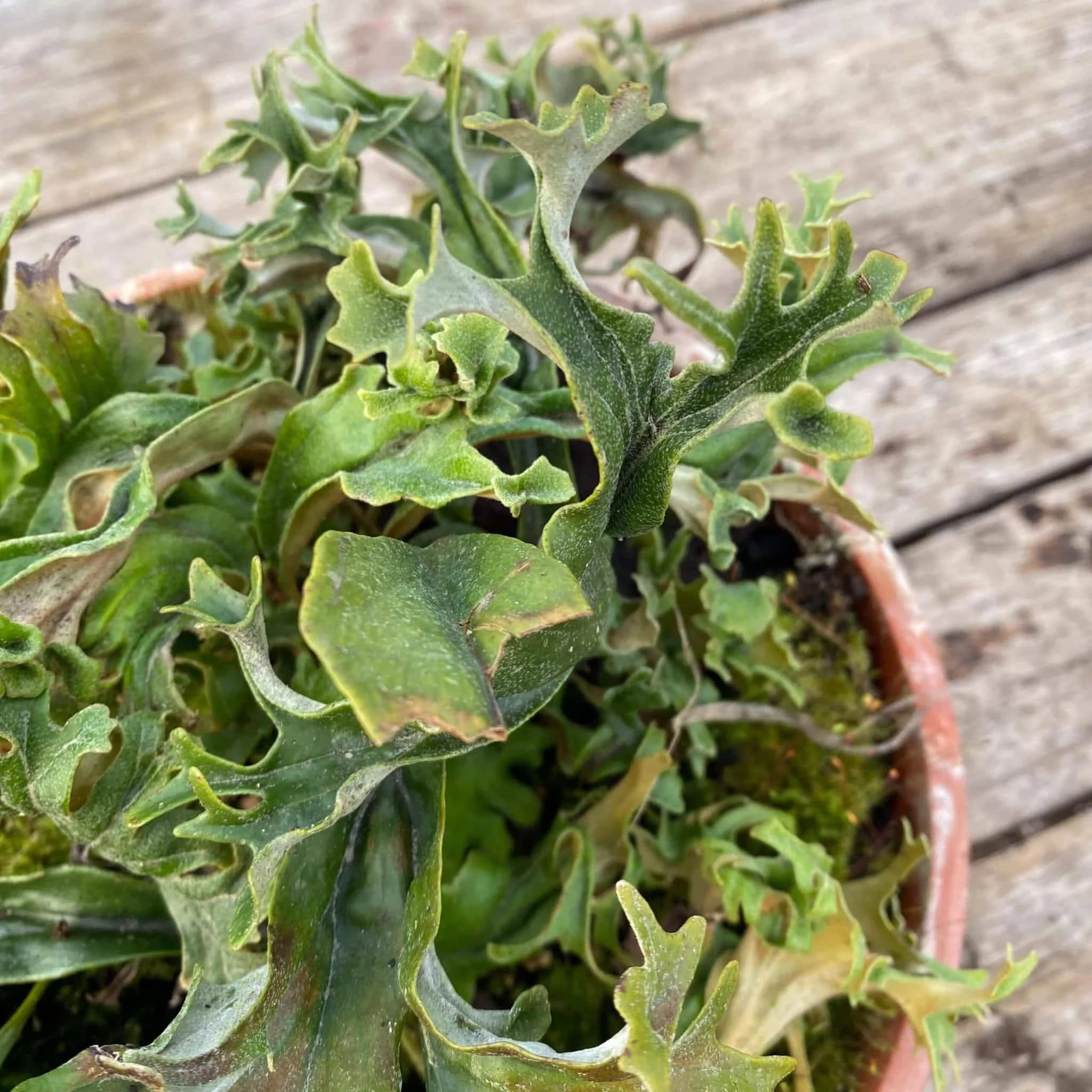 Pyrrosia lingua „Crestate form #3“ 大森食虫植物農園