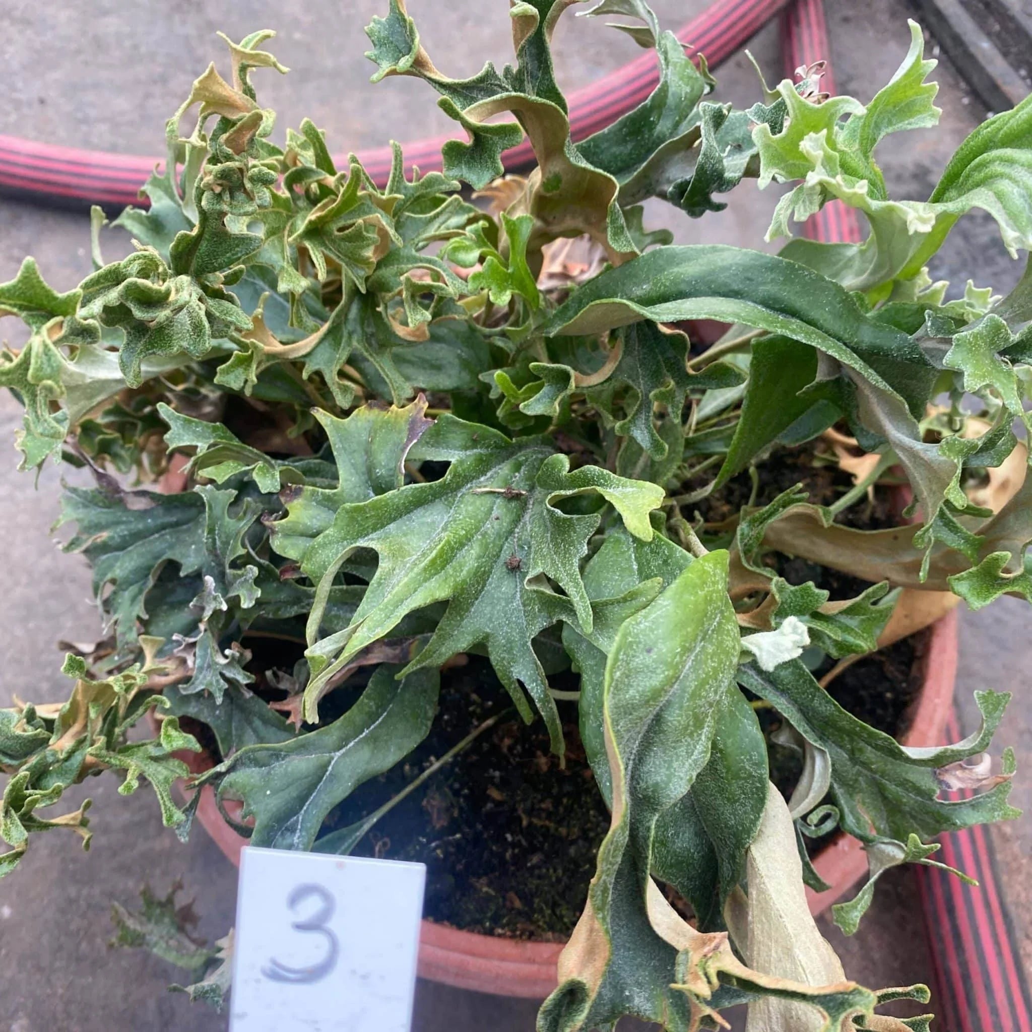 Pyrrosia lingua „Crestate form #3“ 大森食虫植物農園