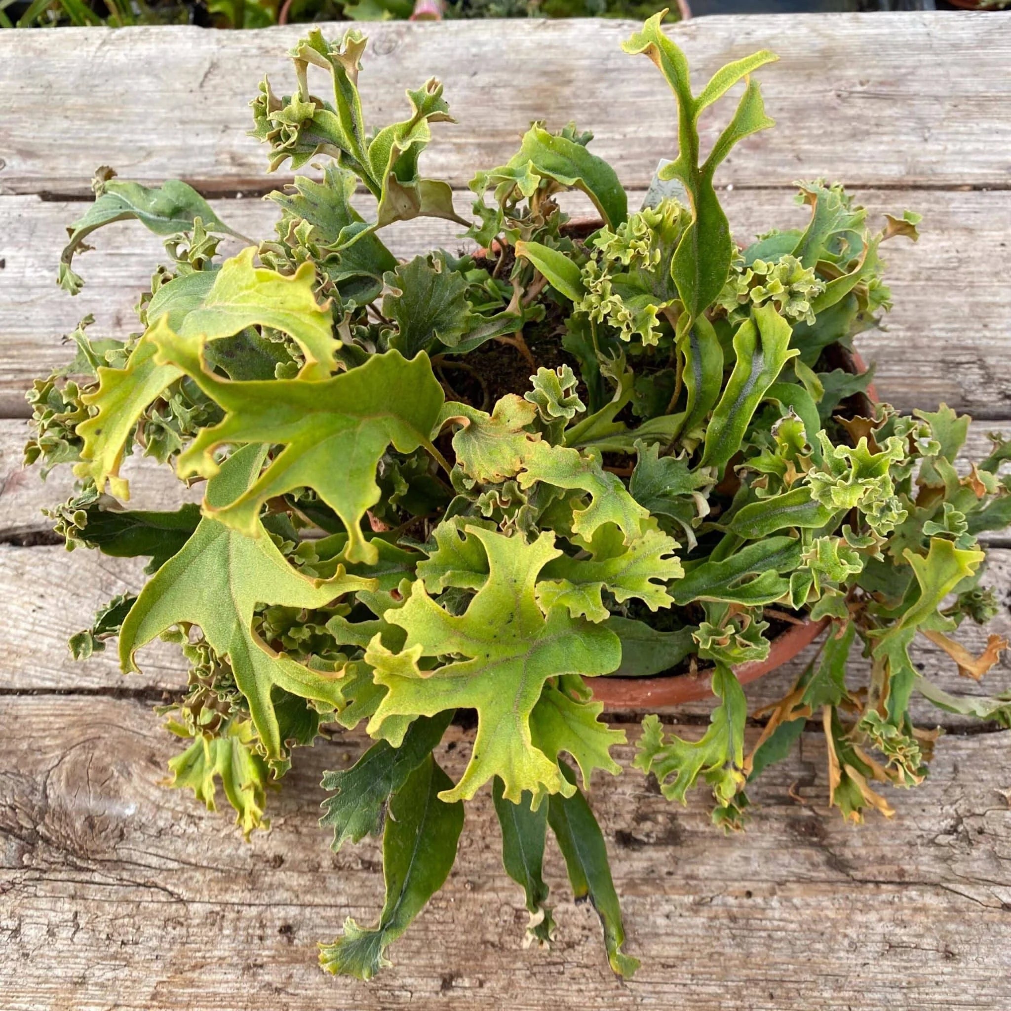 Pyrrosia lingua „Cristata“ 大森食虫植物農園
