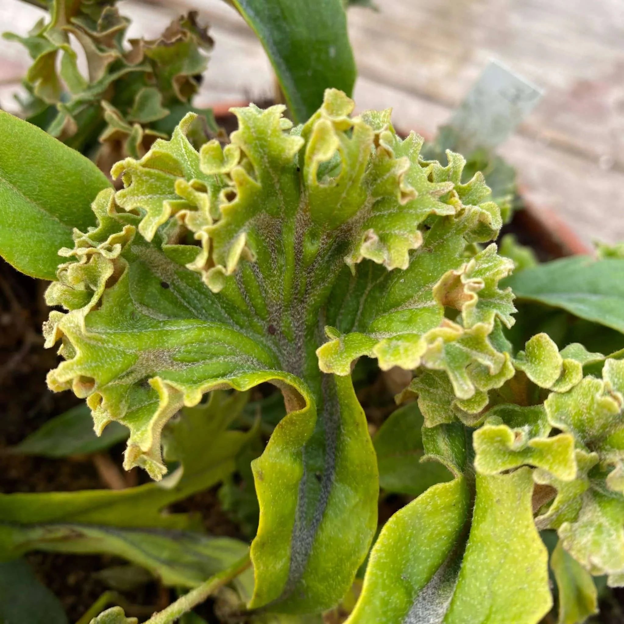Pyrrosia lingua „Cristata“ 大森食虫植物農園