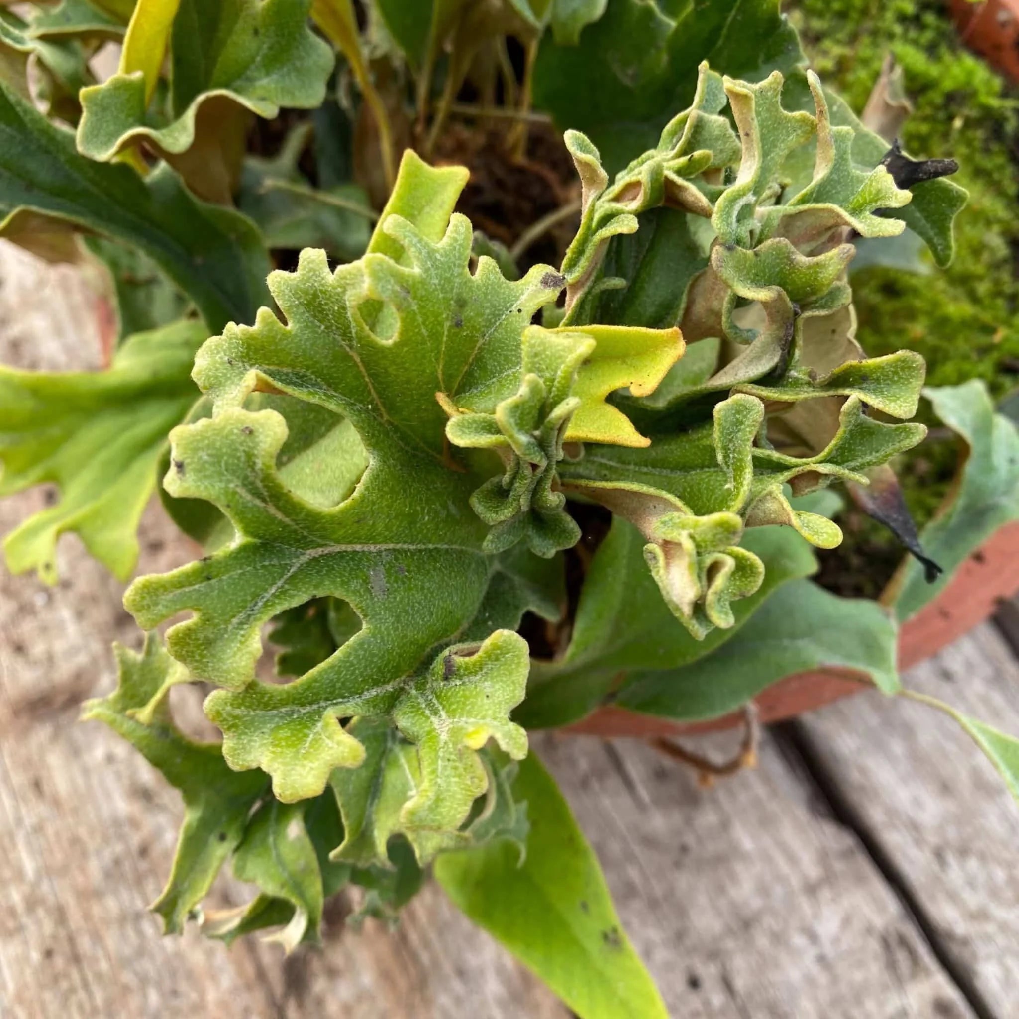 Pyrrosia lingua „Cristata“ 大森食虫植物農園