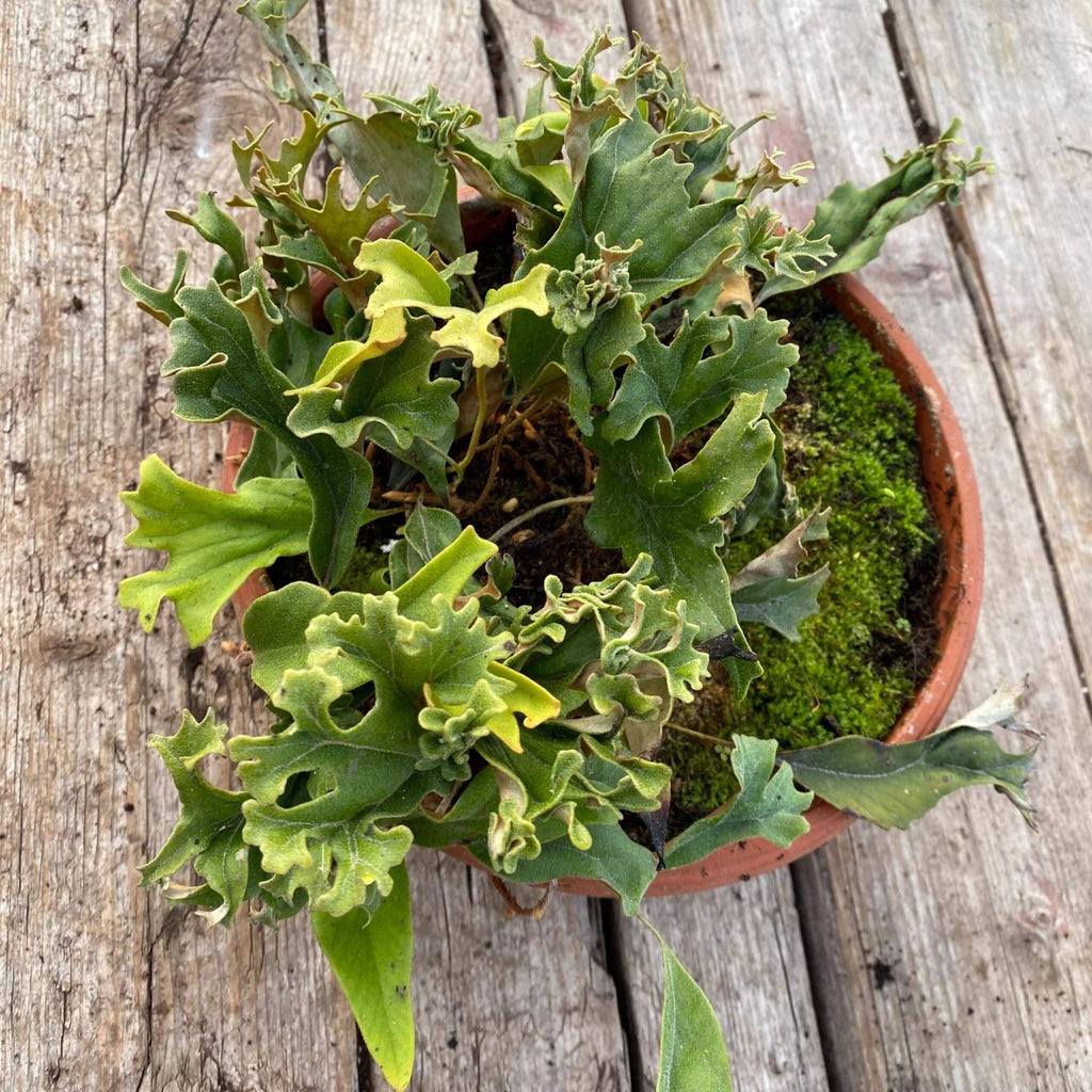 Pyrrosia lingua „Cristata“ 大森食虫植物農園
