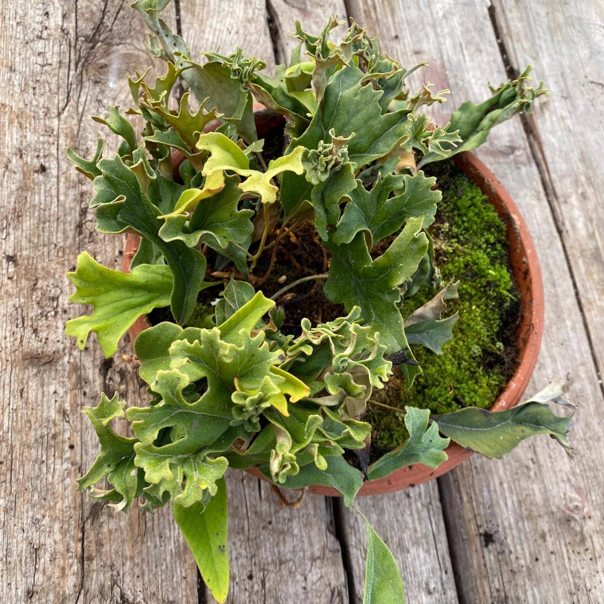 Pyrrosia lingua „Cristata“ 大森食虫植物農園