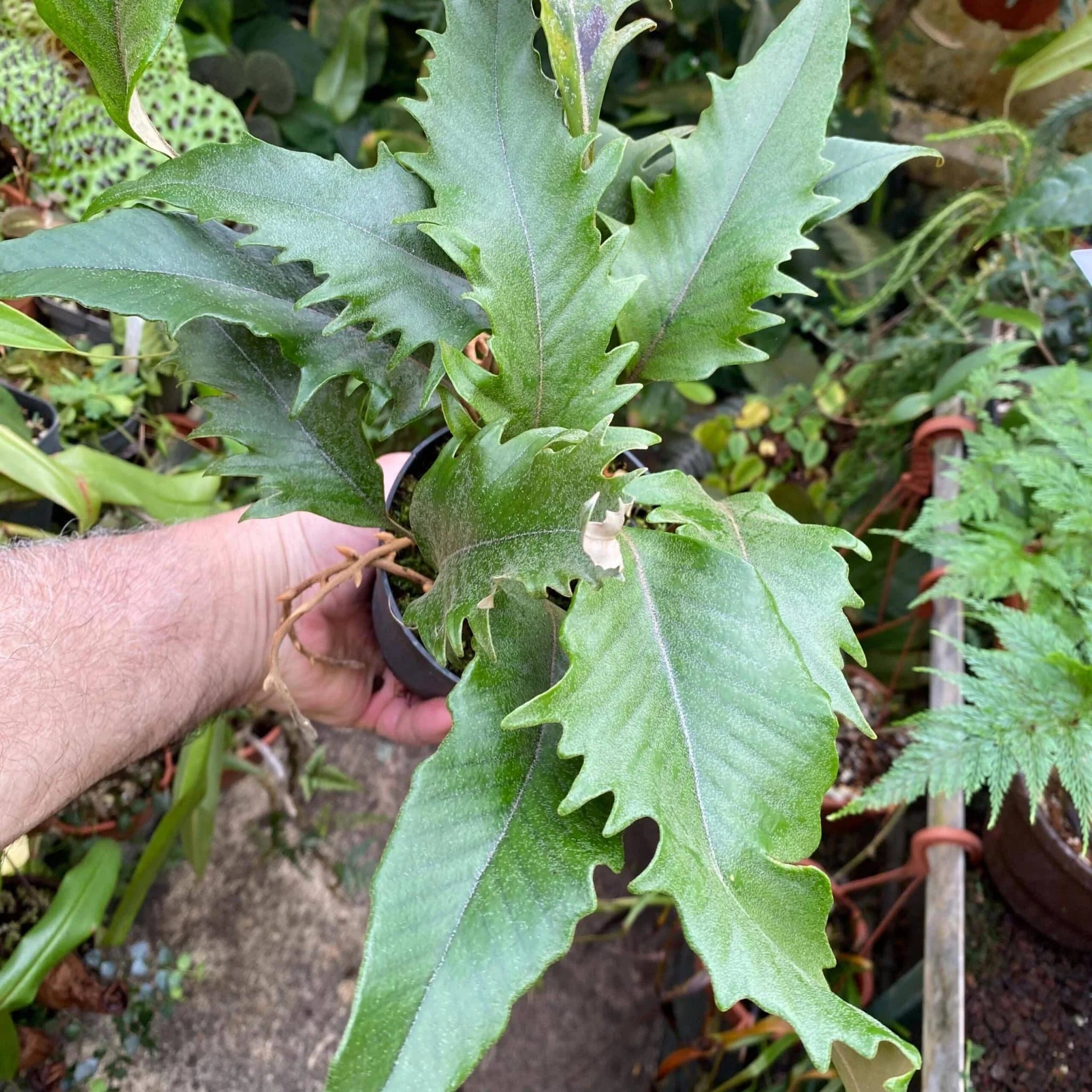 Pyrrosia lingua „Hiryu“ 大森食虫植物農園