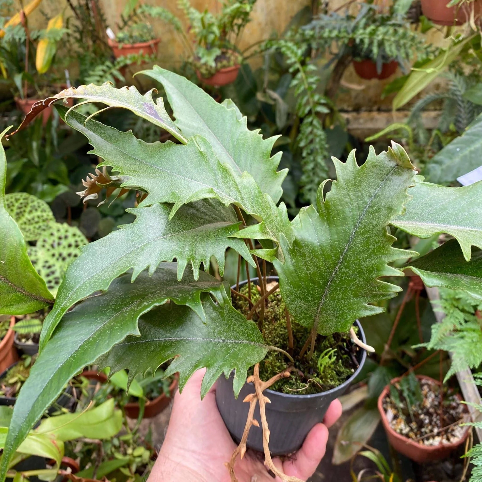 Pyrrosia lingua „Hiryu“ 大森食虫植物農園