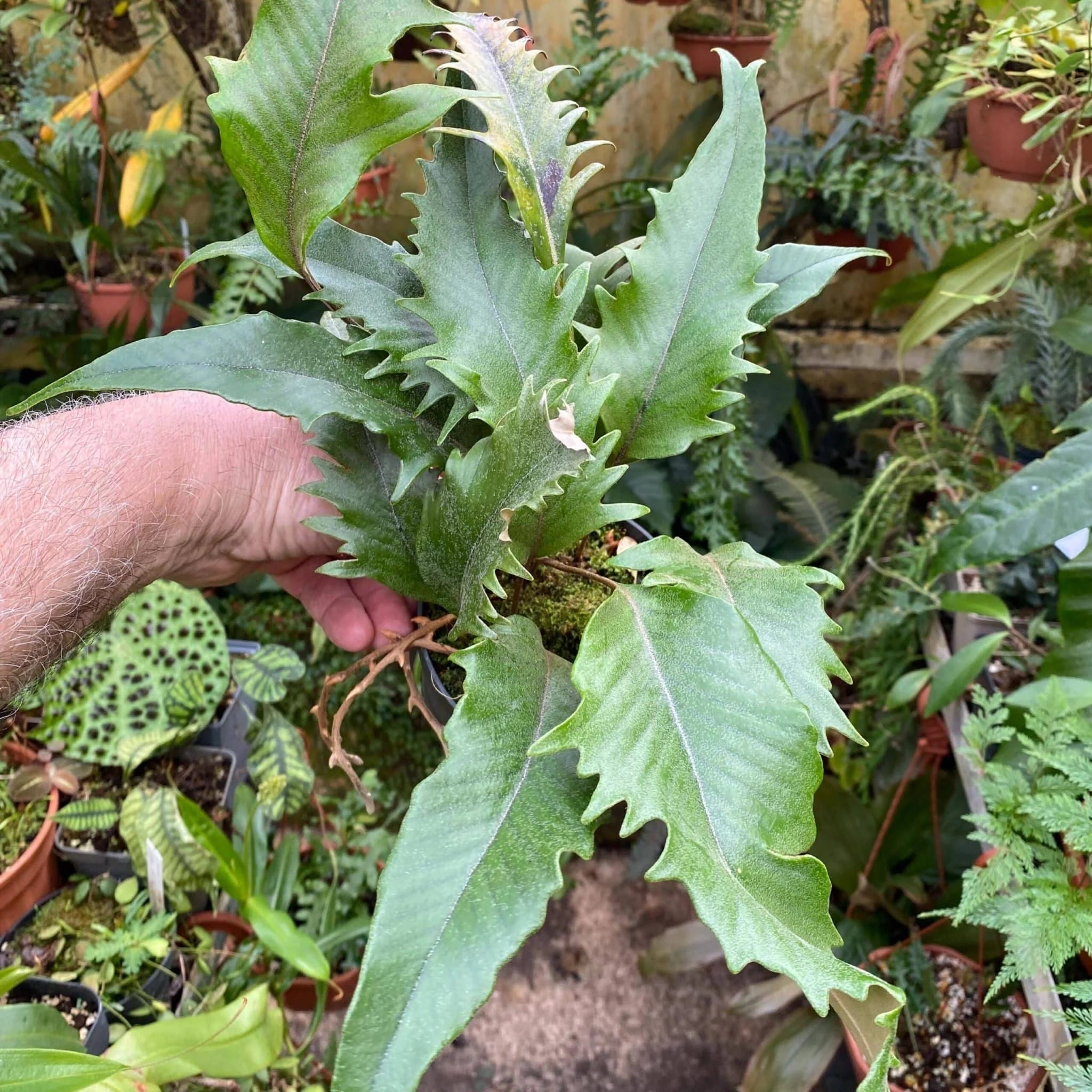 Pyrrosia lingua „Hiryu“ 大森食虫植物農園