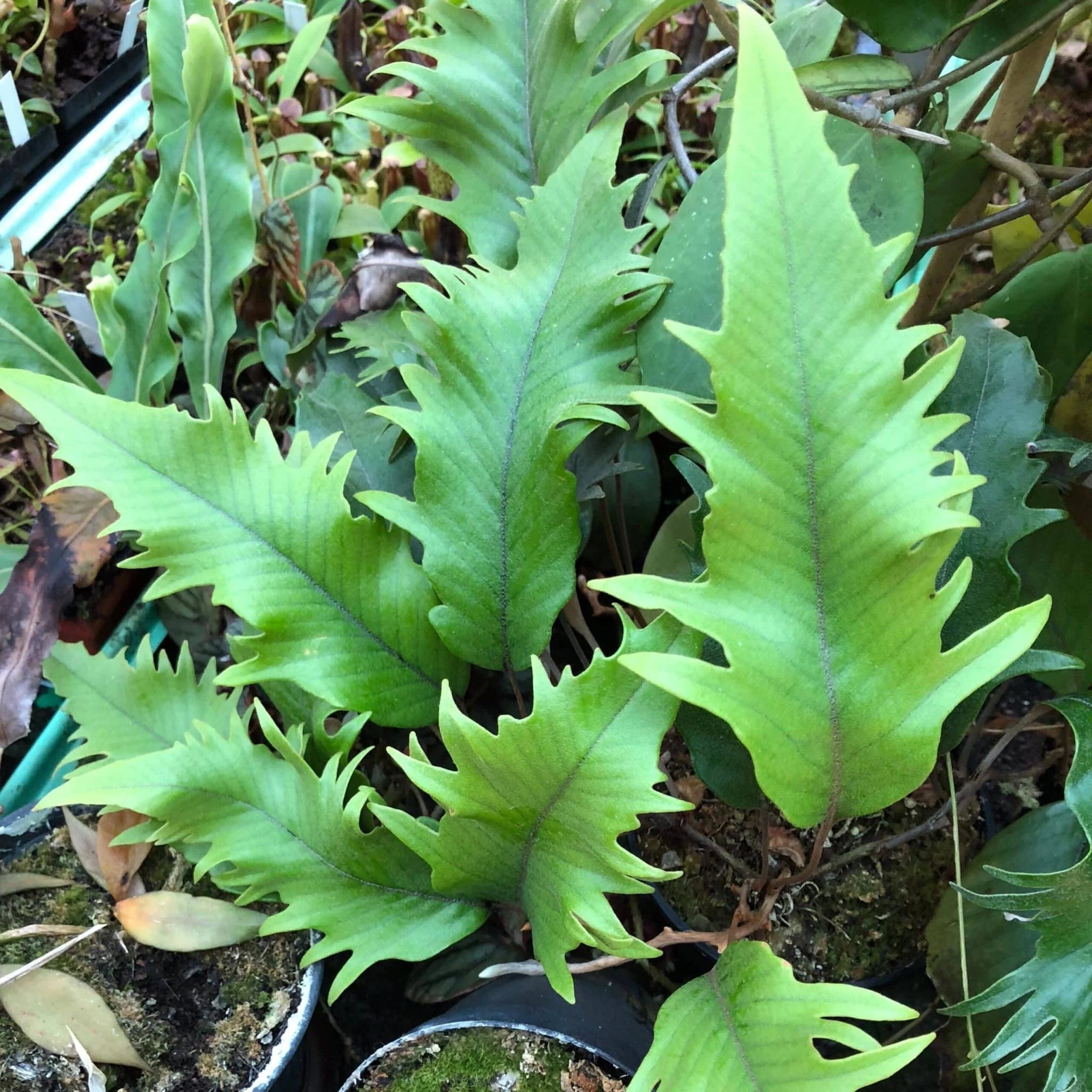 Pyrrosia lingua „Hiryu“ 大森食虫植物農園