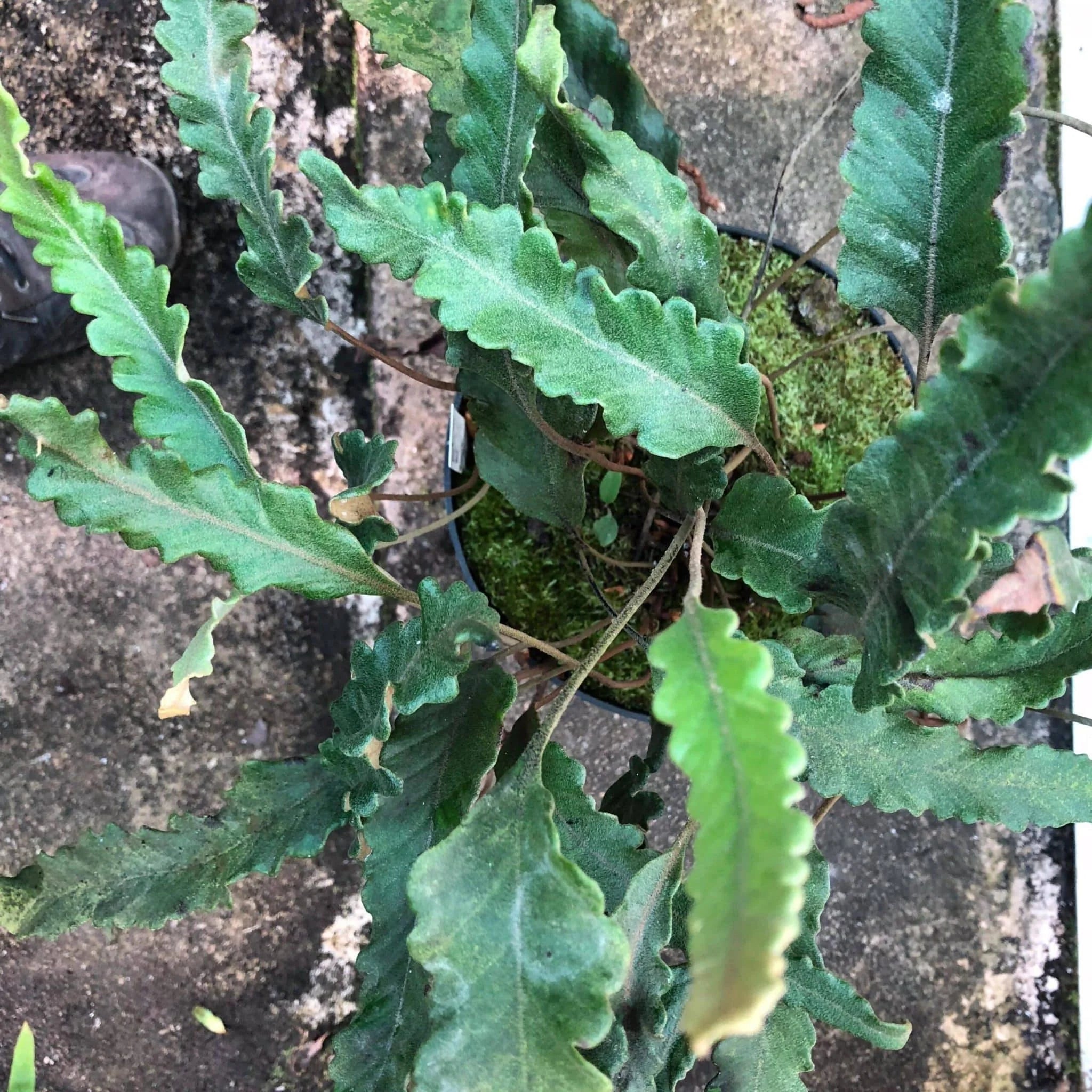 Pyrrosia lingua „Tachiba Koryu“ 大森食虫植物農園