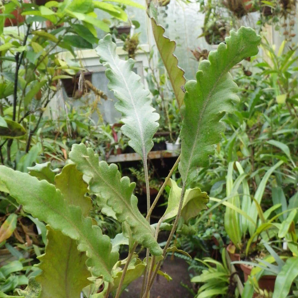 Pyrrosia lingua „Tachiba Koryu“ 大森食虫植物農園