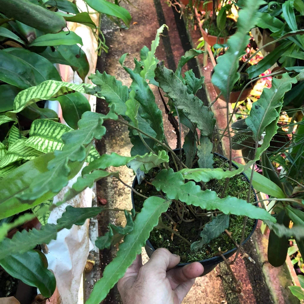 Pyrrosia lingua „Tachiba Koryu“ 大森食虫植物農園