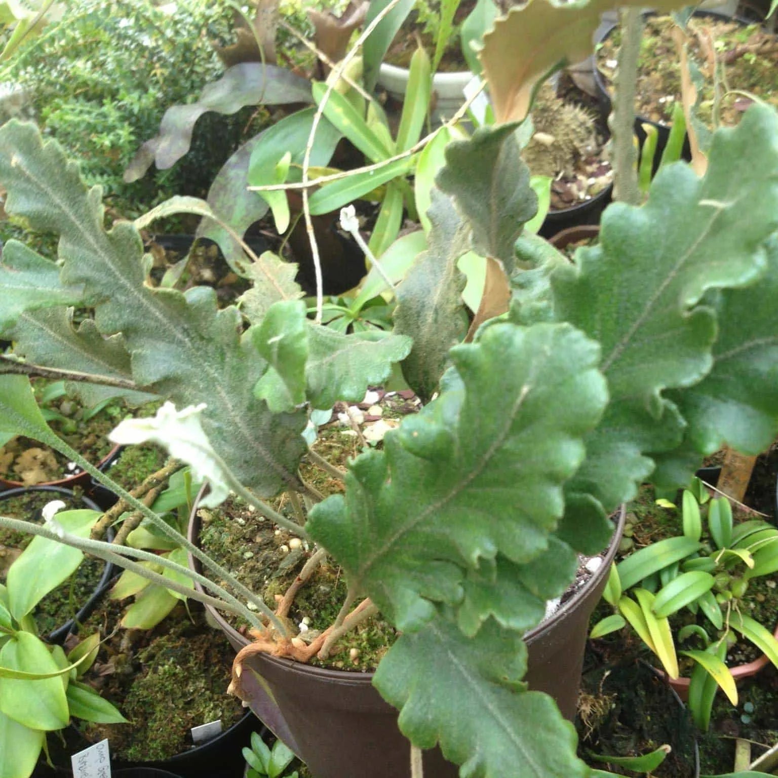Pyrrosia lingua „Tachiba Koryu“ 大森食虫植物農園
