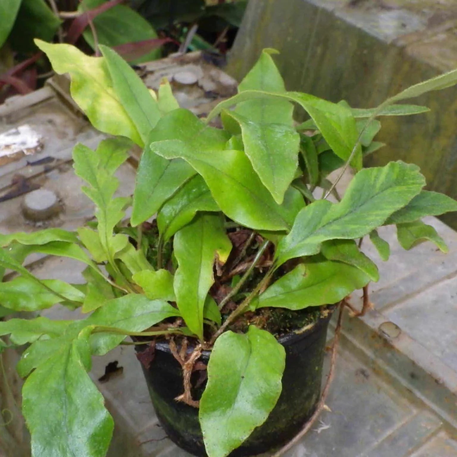 Pyrrosia lingua „variegata“ 大森食虫植物農園
