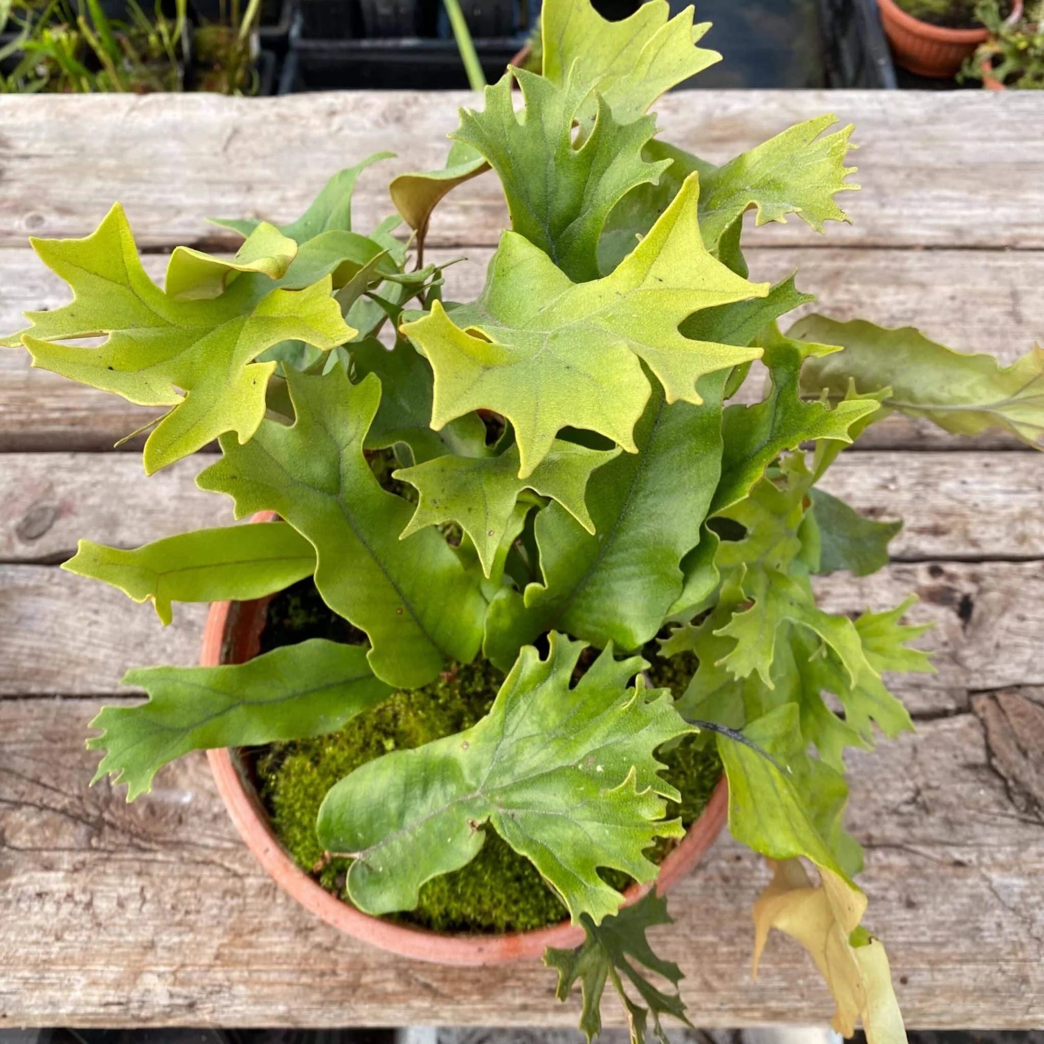 Pyrrosia lingua var. obake (Crestate form #1) 大森食虫植物農園