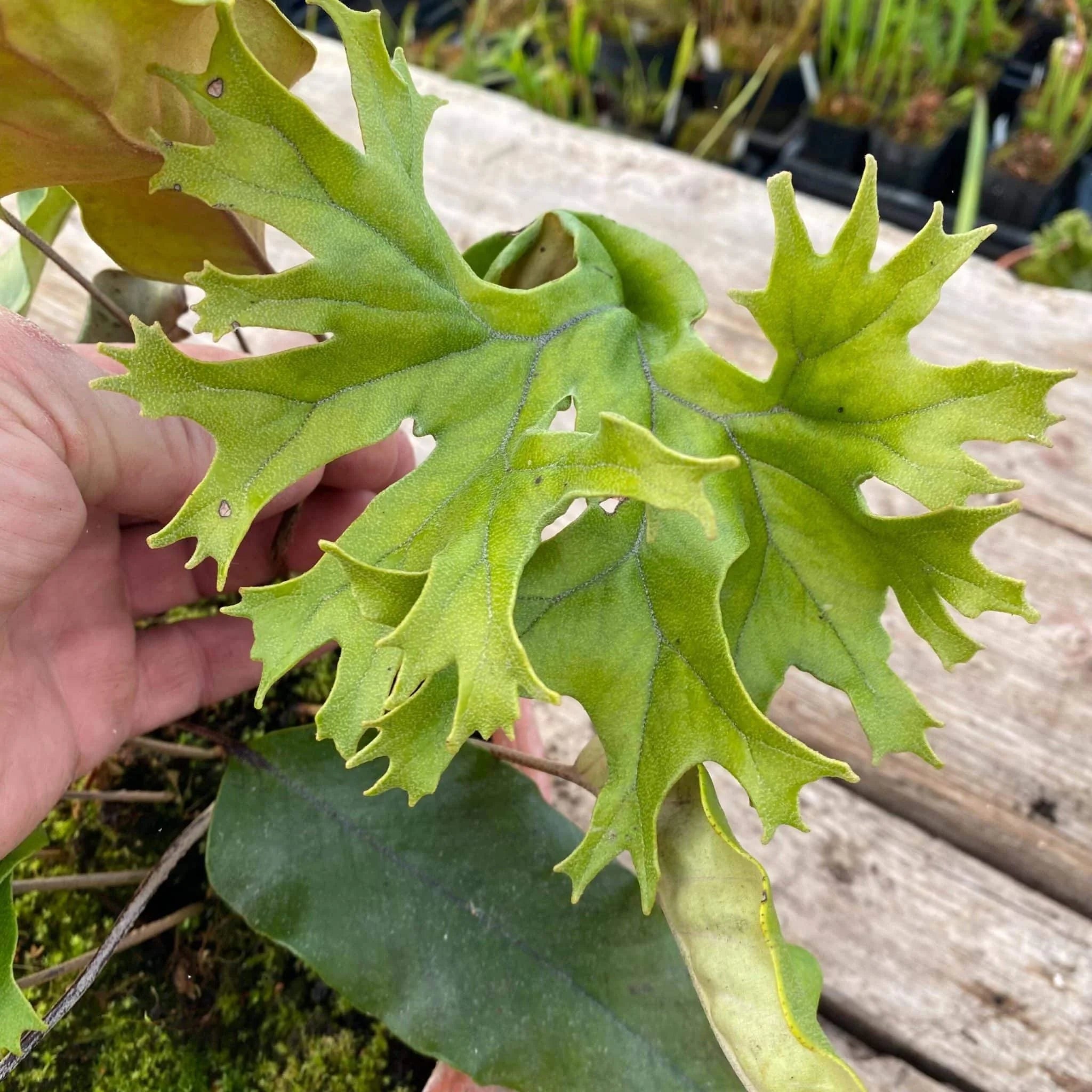 Pyrrosia lingua var. obake (Crestate form #1) 大森食虫植物農園