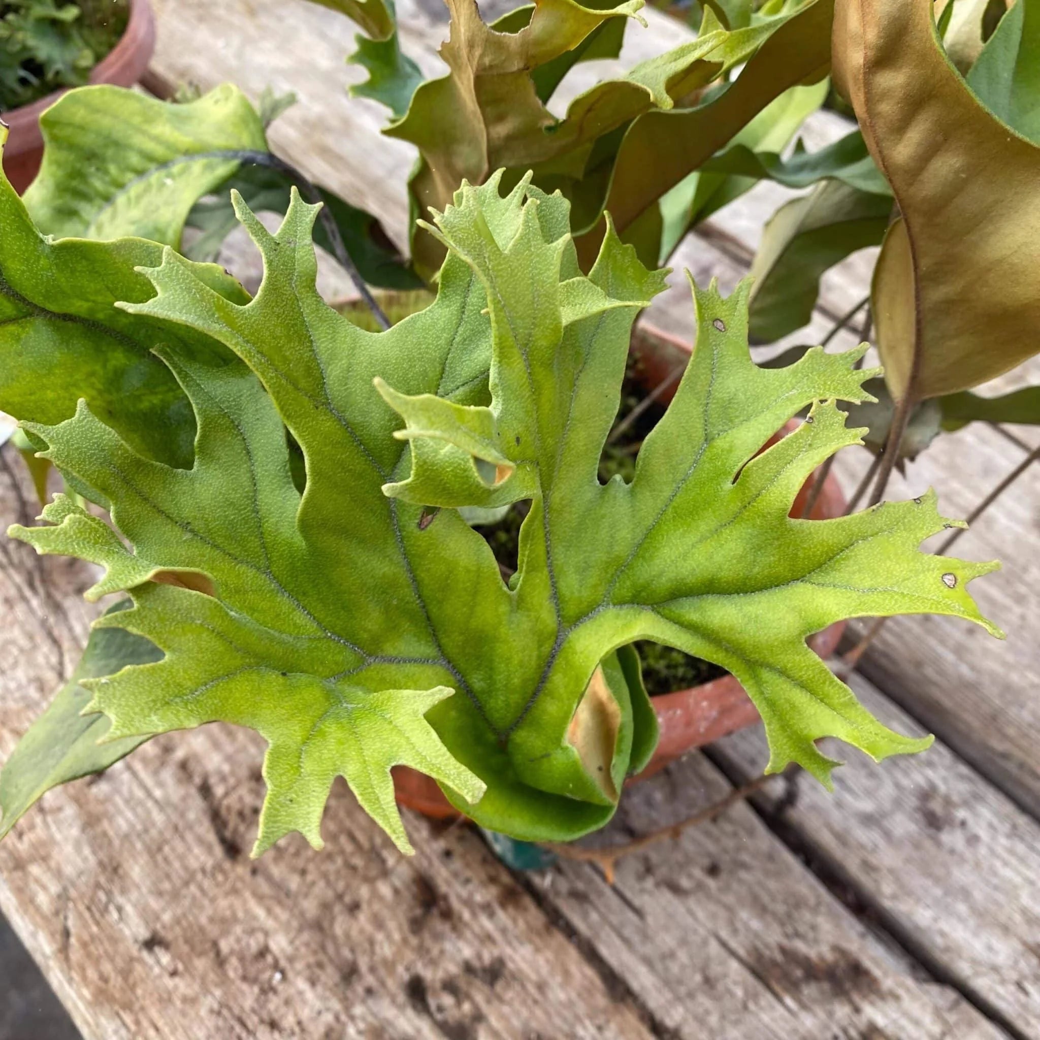 Pyrrosia lingua var. obake (Crestate form #1) 大森食虫植物農園