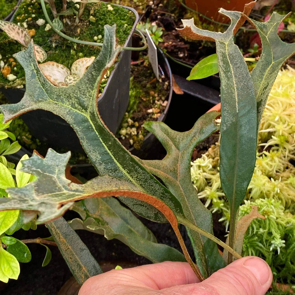 Pyrrosia lingua var. obake (Crestate form #1) 大森食虫植物農園