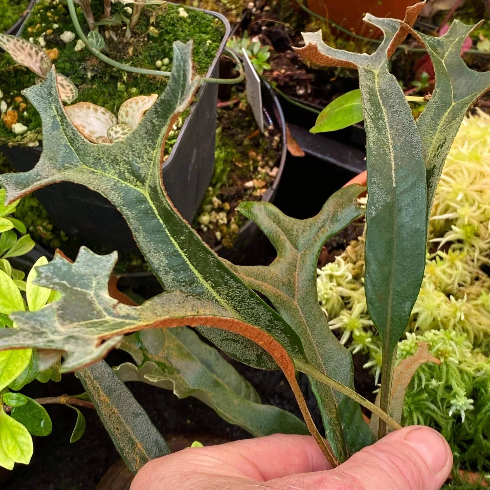 Pyrrosia lingua var. obake (Crestate form #1) 大森食虫植物農園