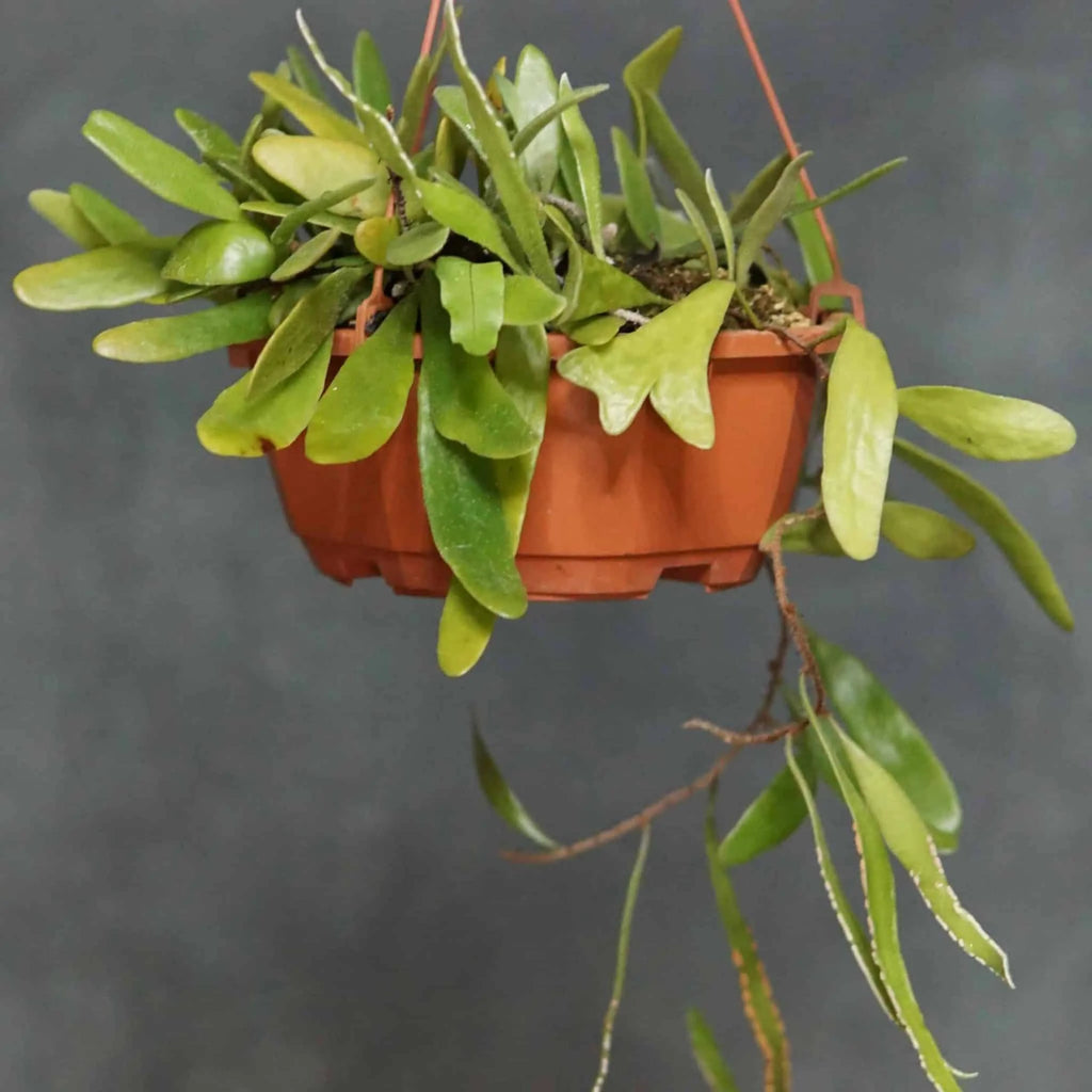 Pyrrosia niphoboloides, ex BoGa Nancy 大森食虫植物農園