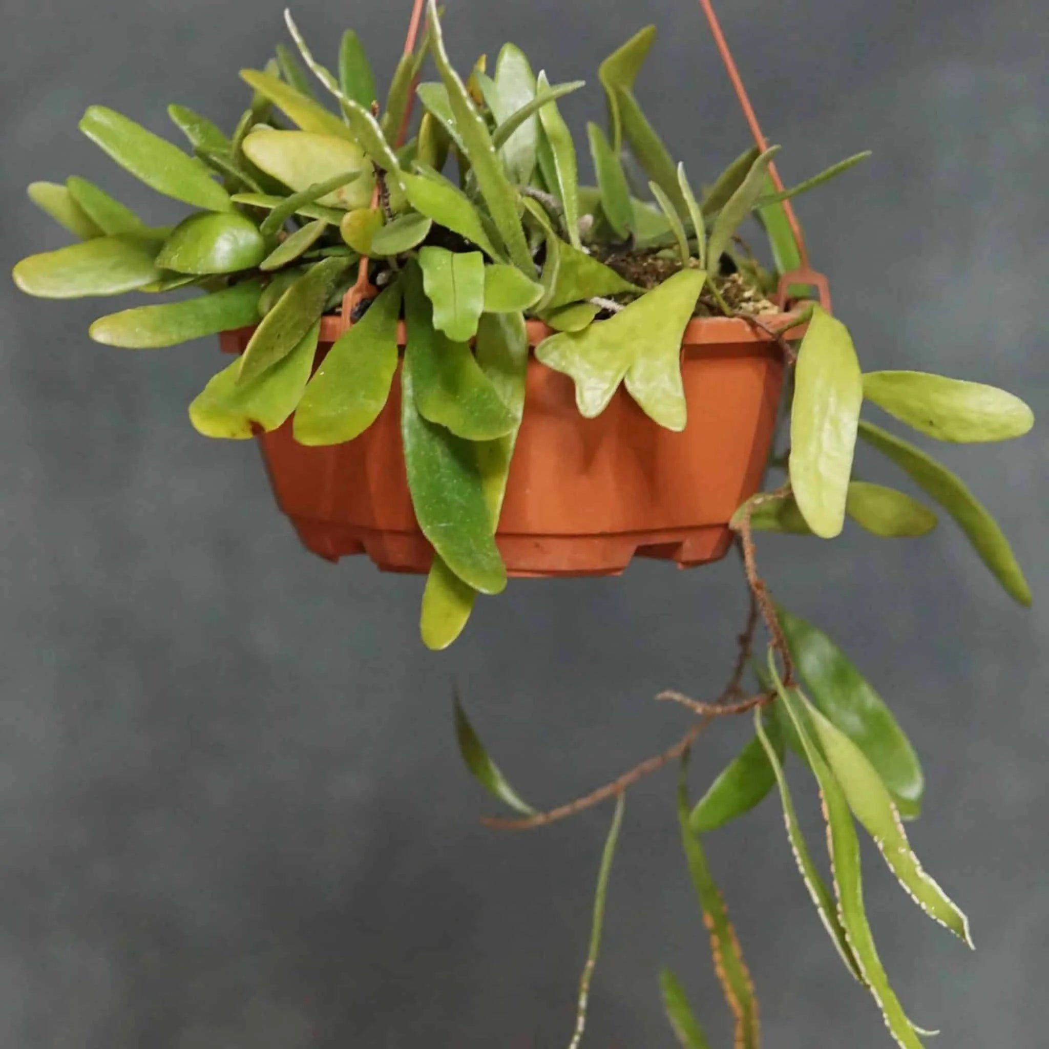 Pyrrosia niphoboloides, ex BoGa Nancy 大森食虫植物農園