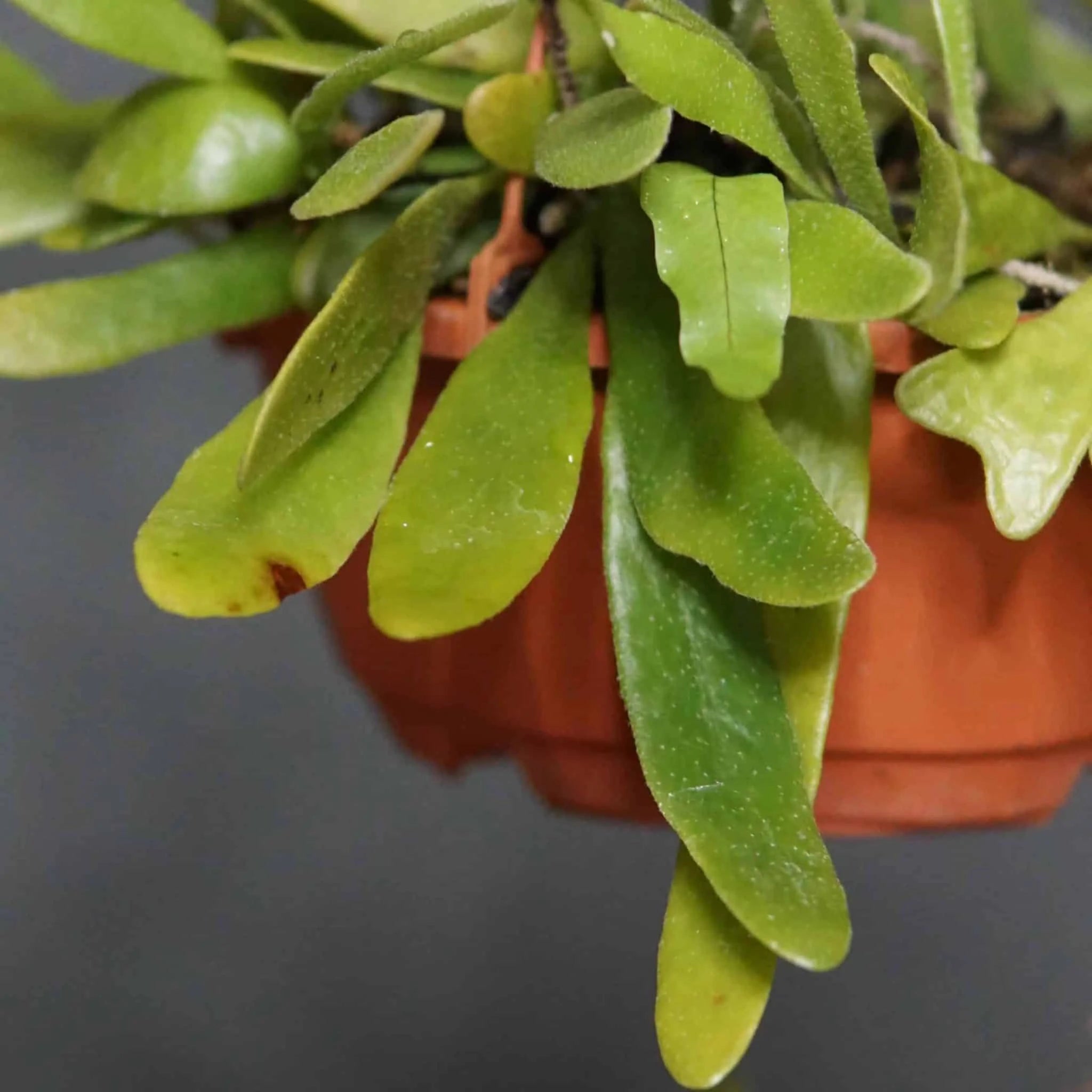 Pyrrosia niphoboloides, ex BoGa Nancy 大森食虫植物農園