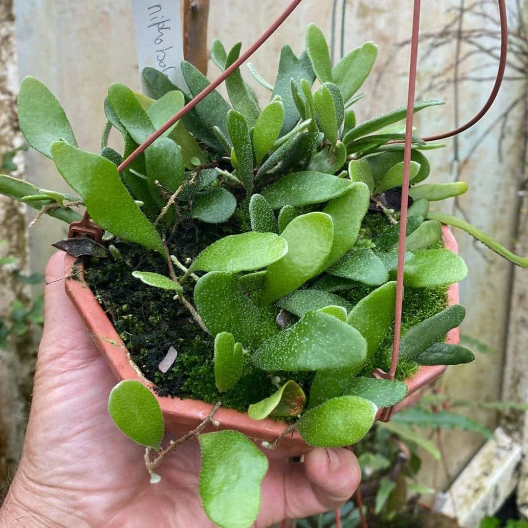 Pyrrosia niphoboloides, ex BoGa Nancy 大森食虫植物農園