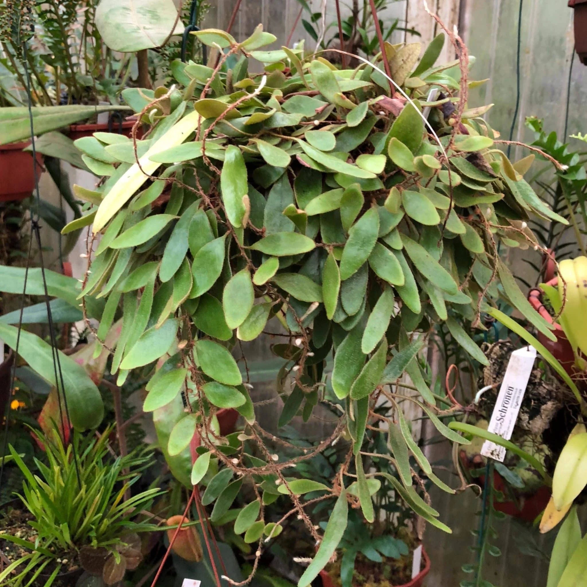 Pyrrosia nummularifolia, elongated leaf 大森食虫植物農園