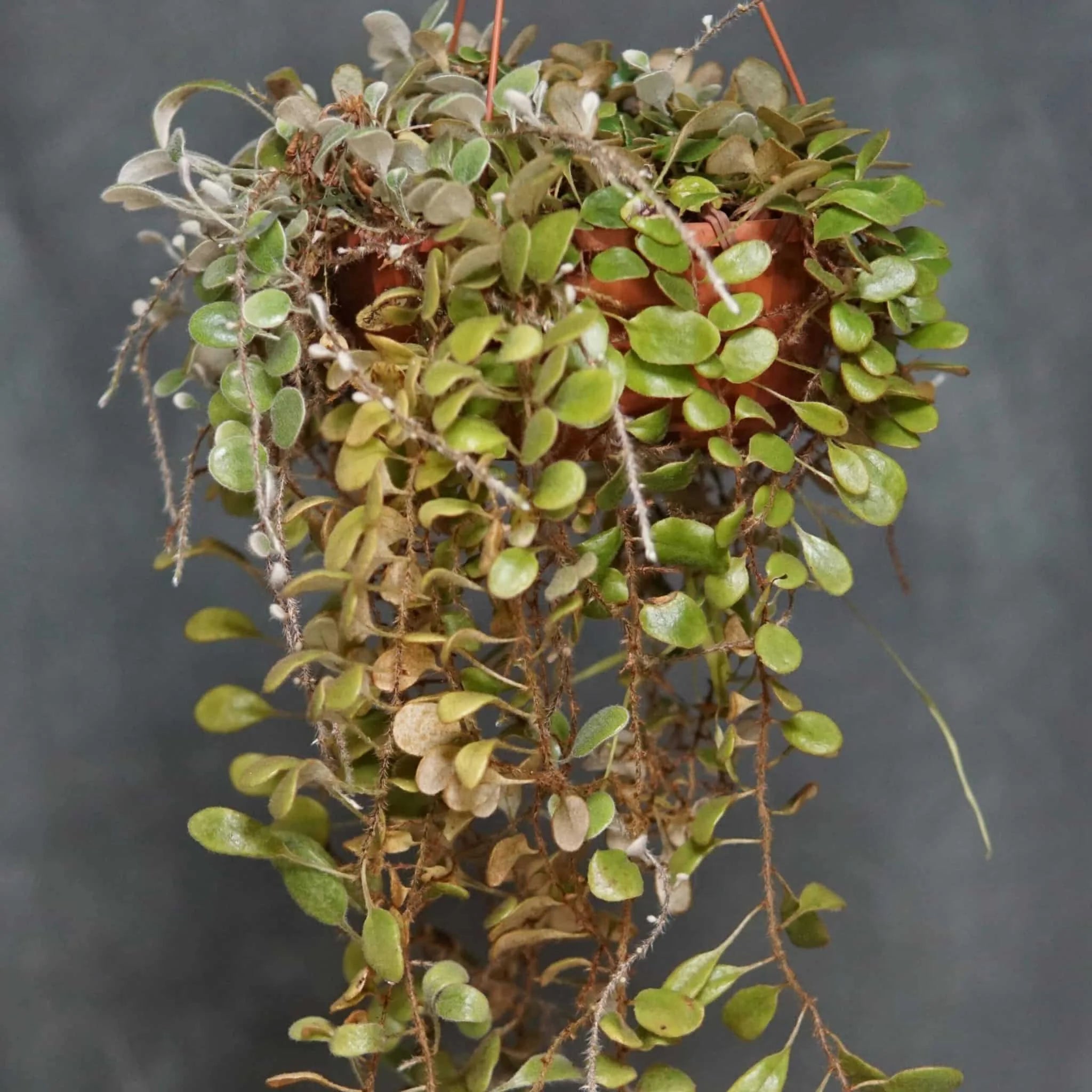 Pyrrosia nummularifolia, round leaf 大森食虫植物農園