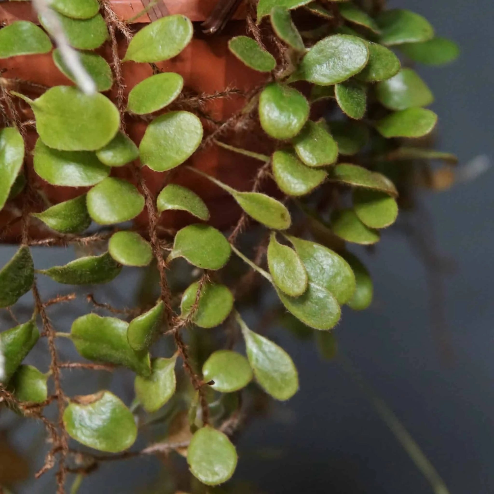 Pyrrosia nummularifolia, round leaf 大森食虫植物農園