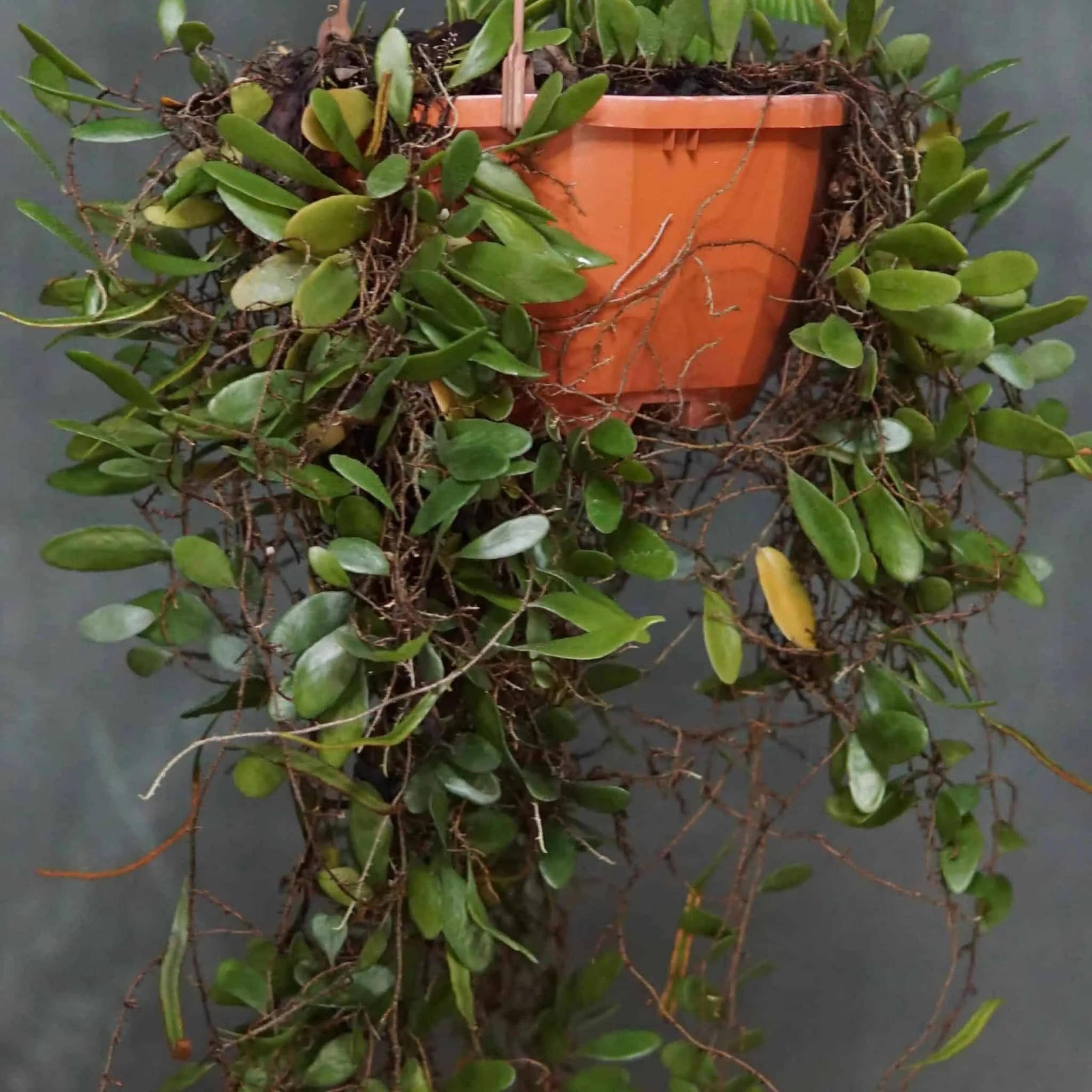 Pyrrosia piloselloides, Dragon Scale Fern 大森食虫植物農園